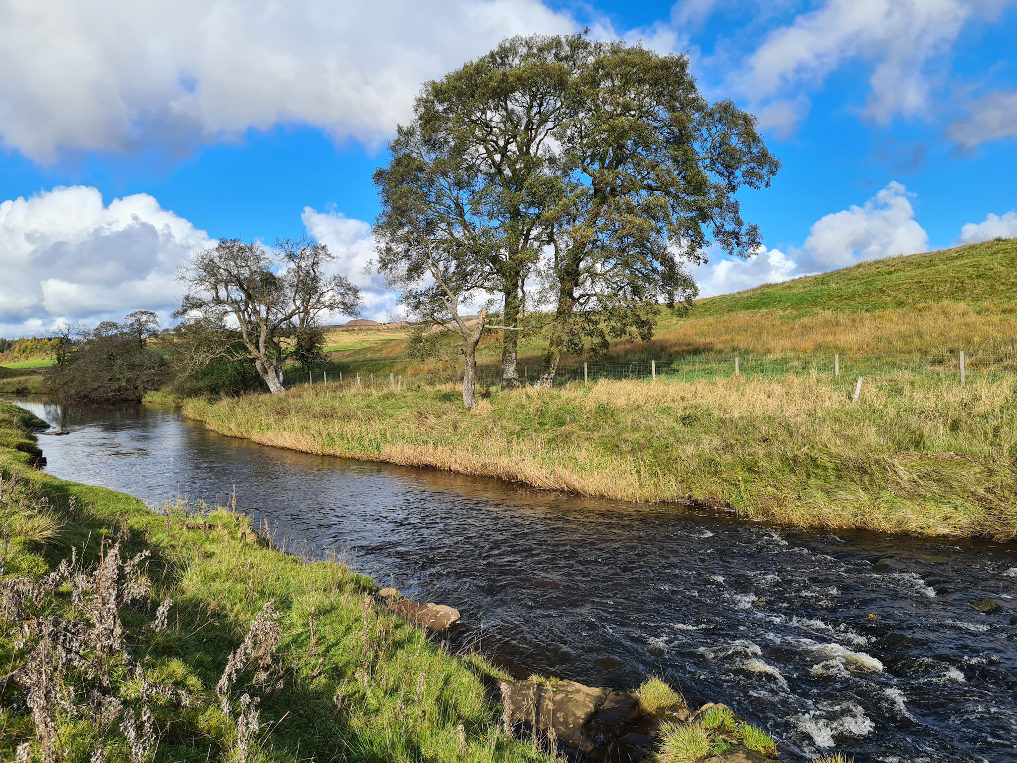 River, tree, blue sky and puffy white clouds