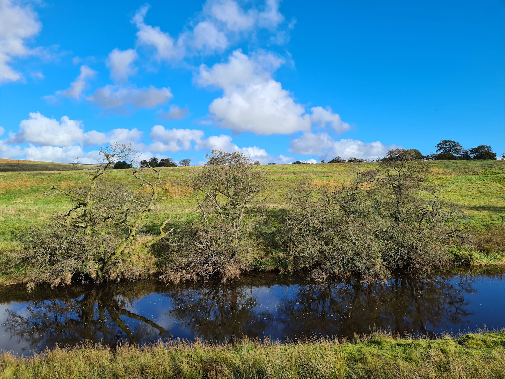 River, trees, blue sky and puffy white clouds