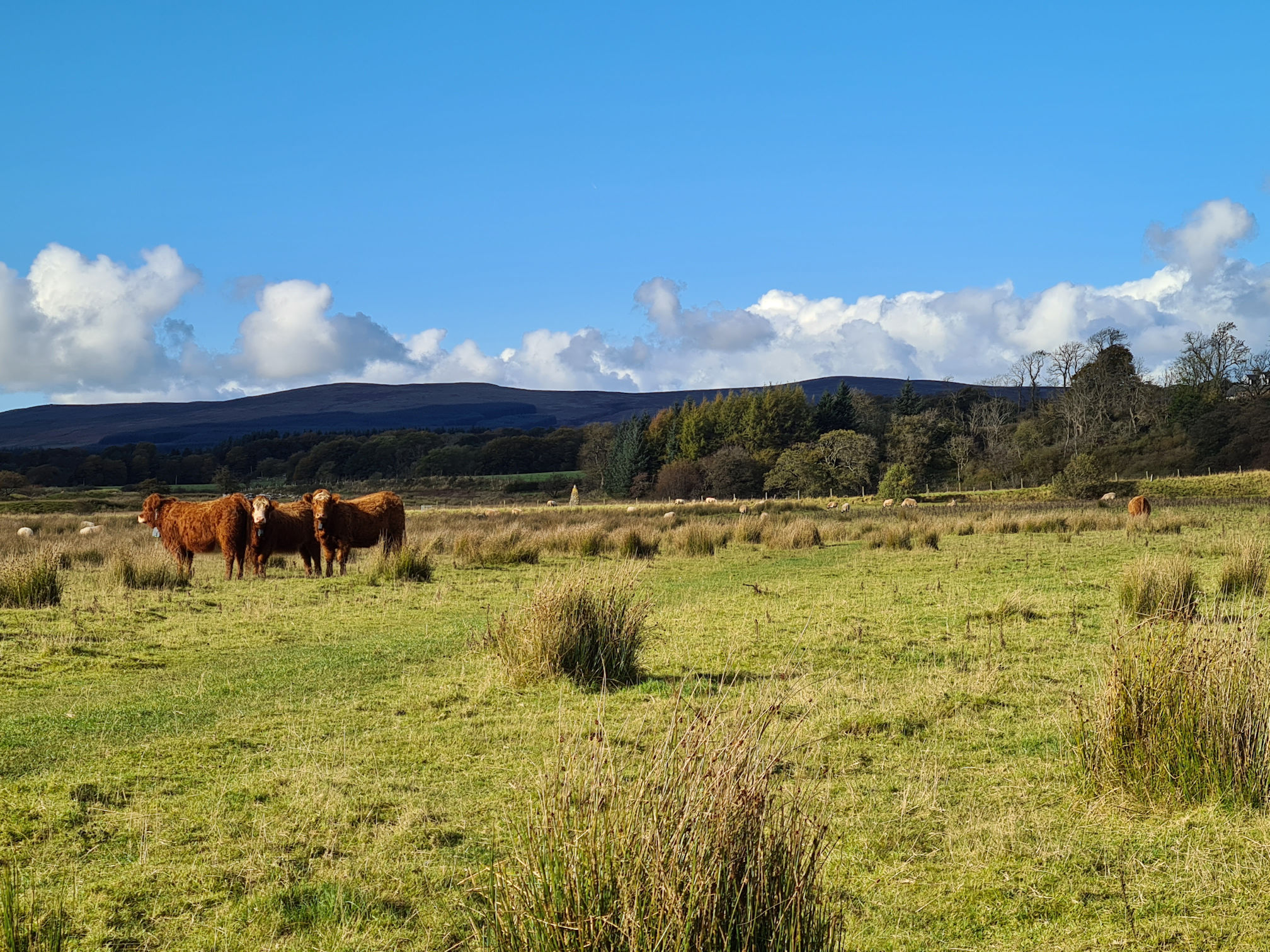 A small herd of cows standing in the field watch me take a photo