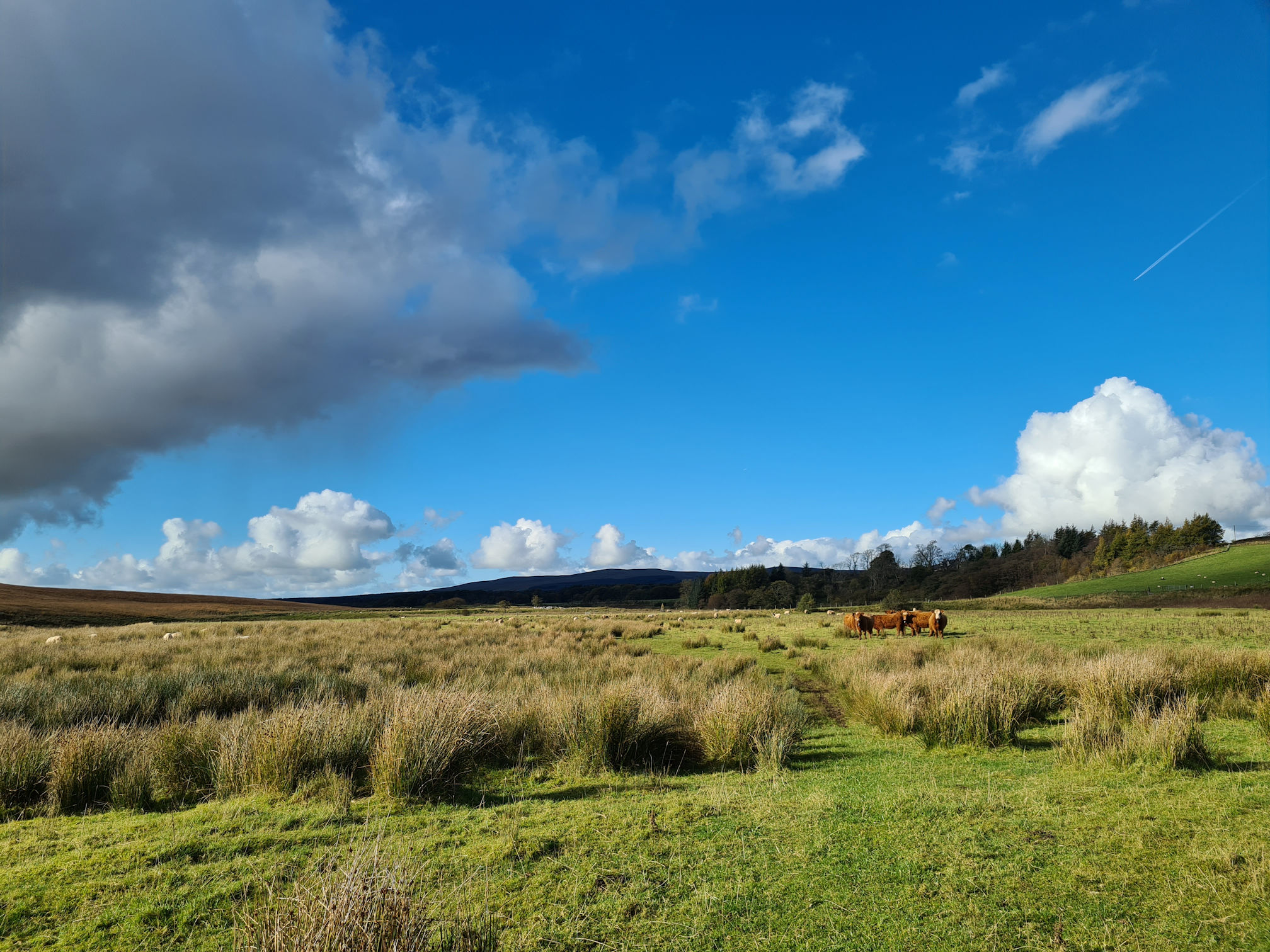 A small herd of cows standing in the field beside a grassy path