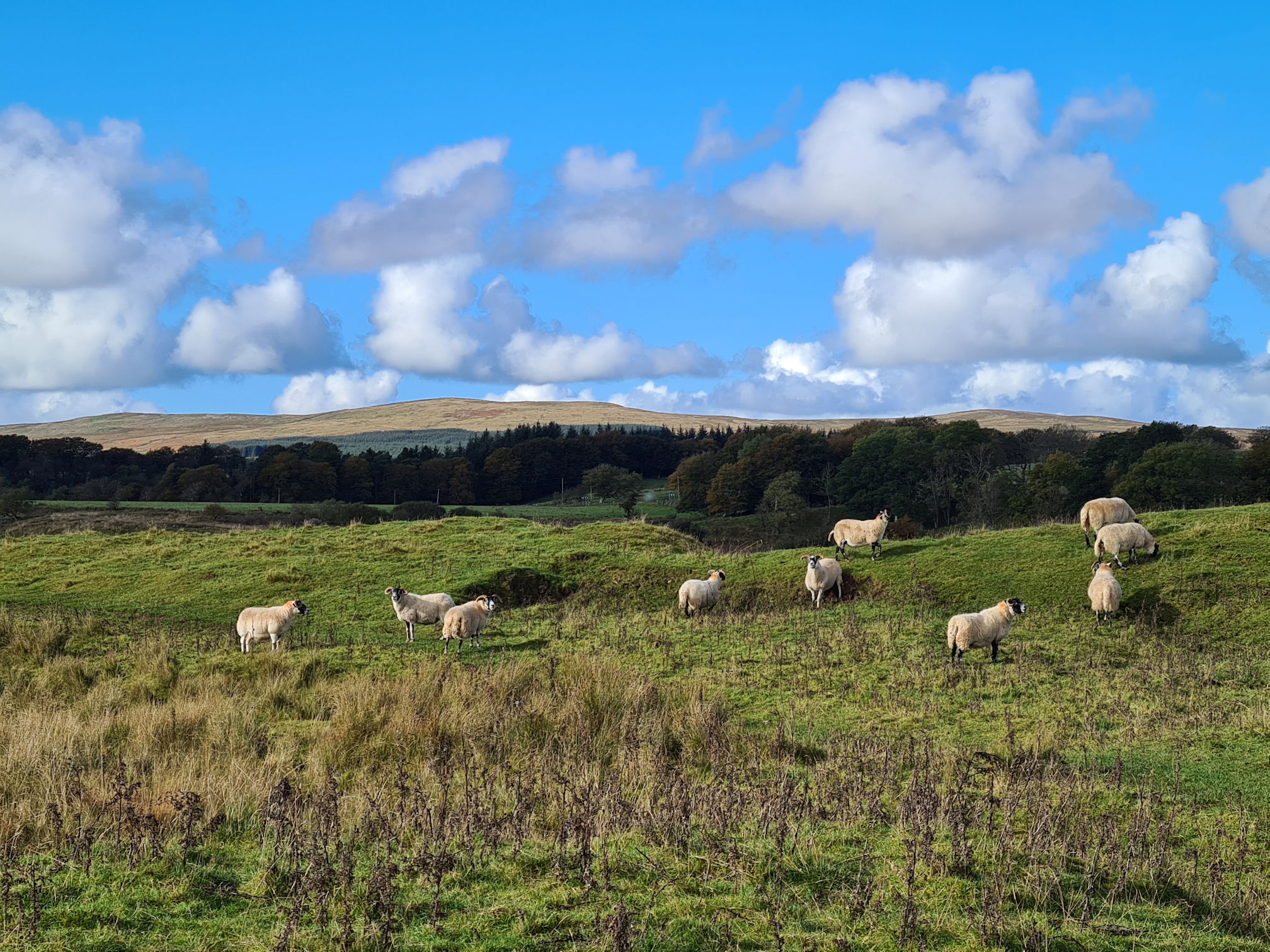 White fluffy sheep standing in a field against a backdrop of trees, small brown hills, bright blue sky and white puffy clouds
