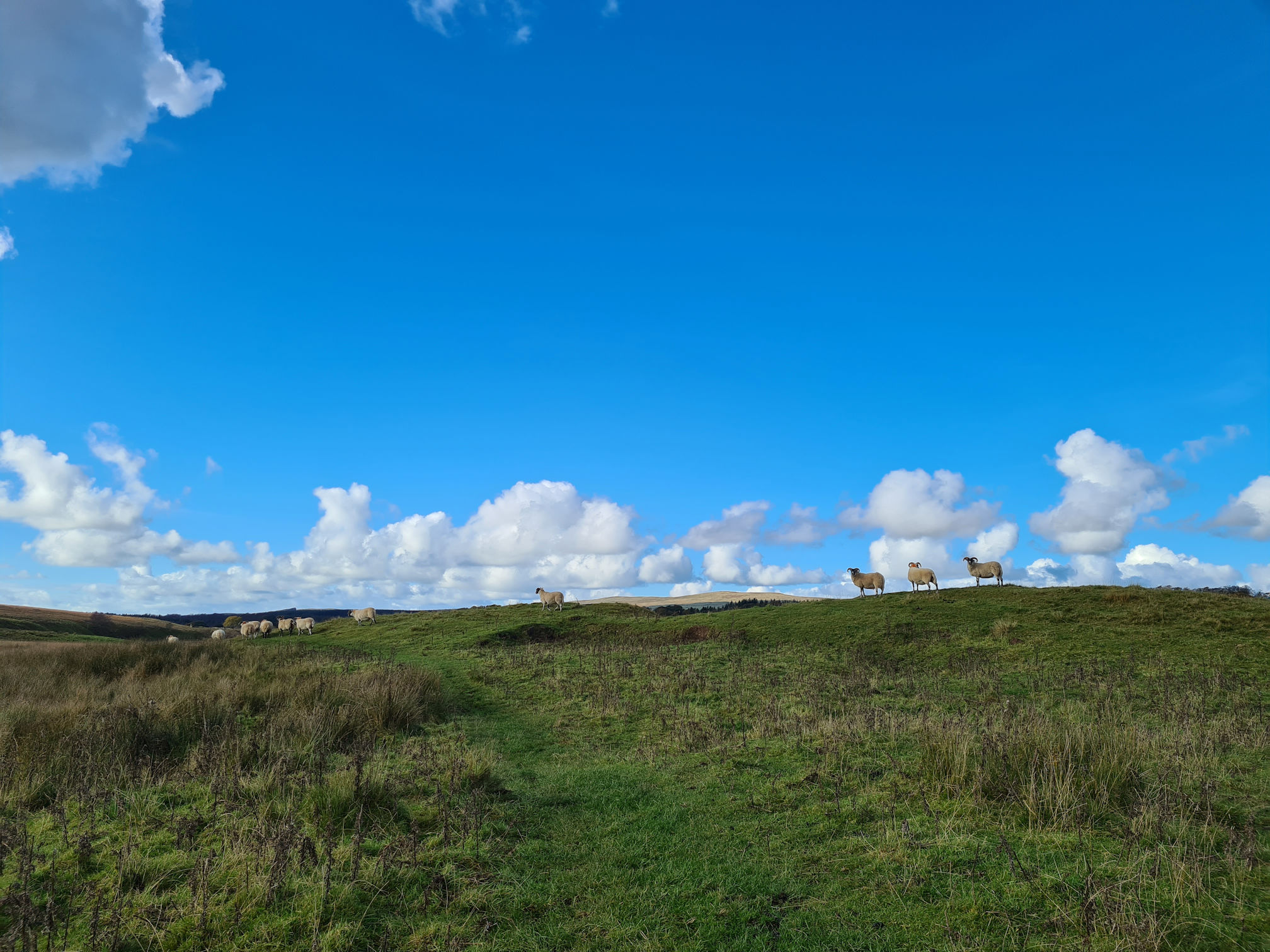 White fluffy sheep standing on a small hill against the back drop of a bright blue sky and white puffy clouds