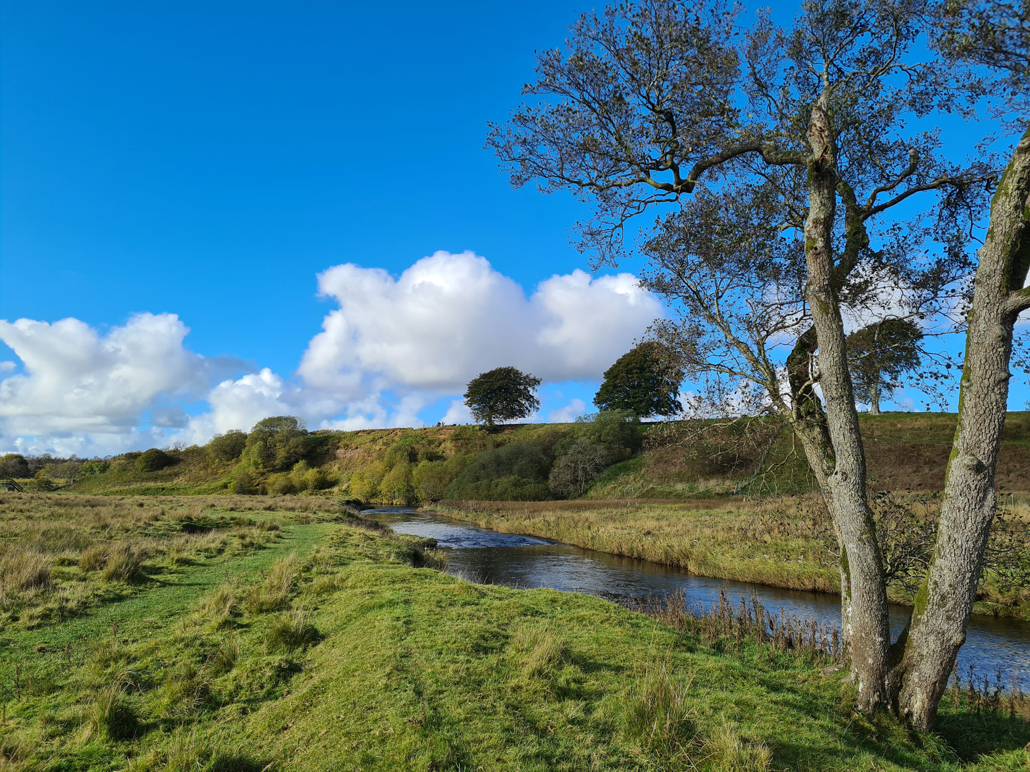 Tree on the bank of the river