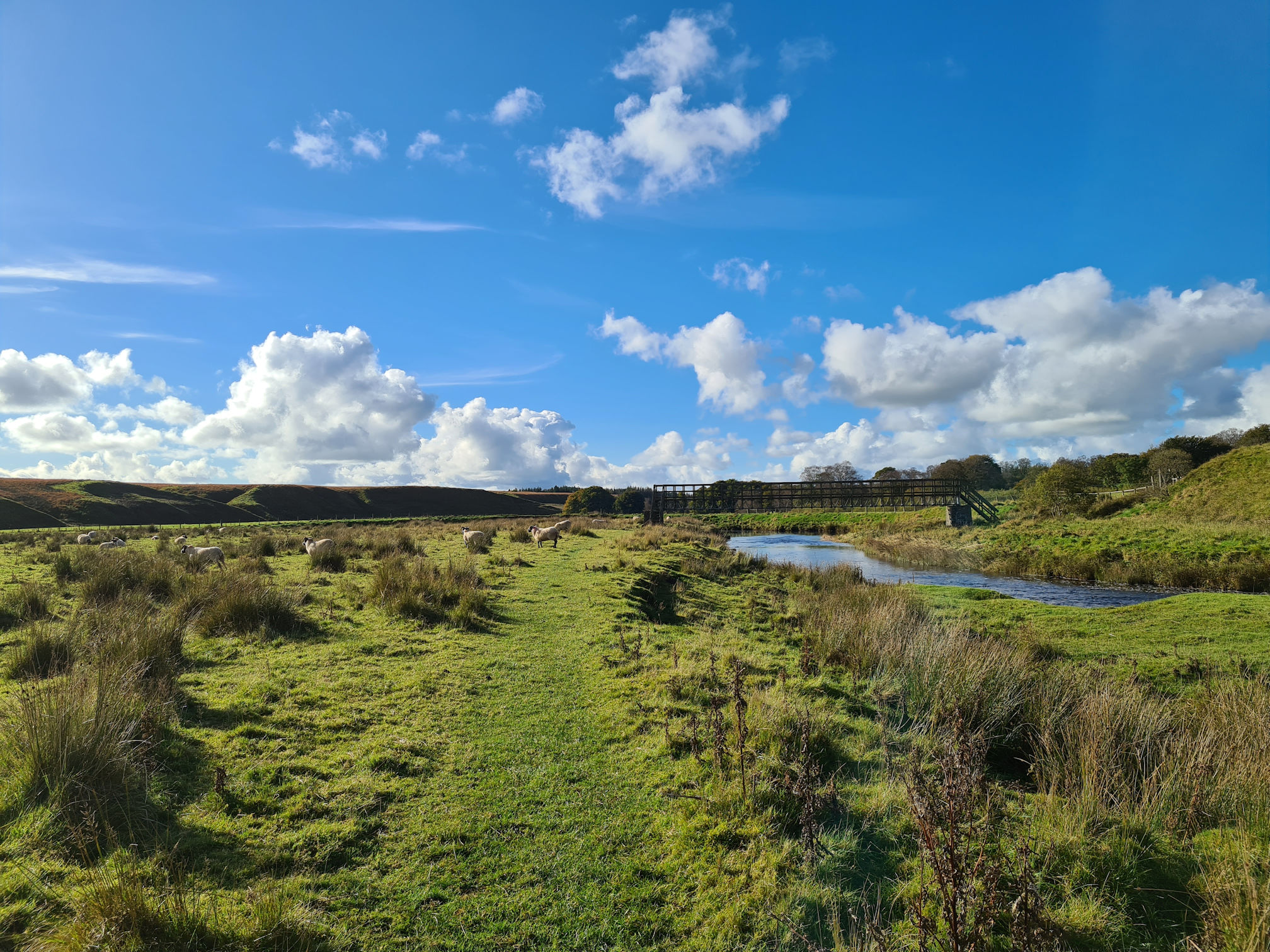 Grassy path beside the river, sheep and a footbridge ahead