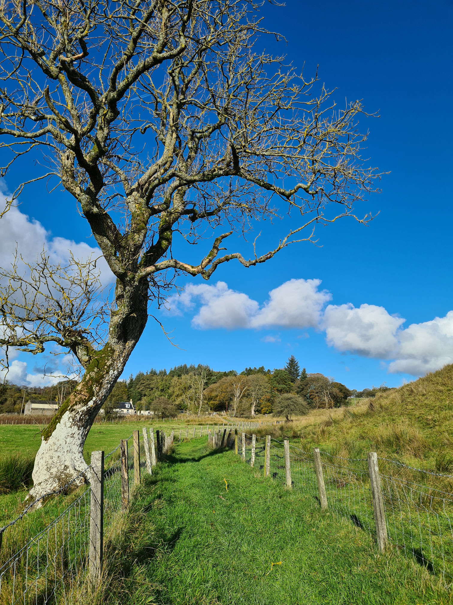 Tall bare tree and a grassy path on a sunny day