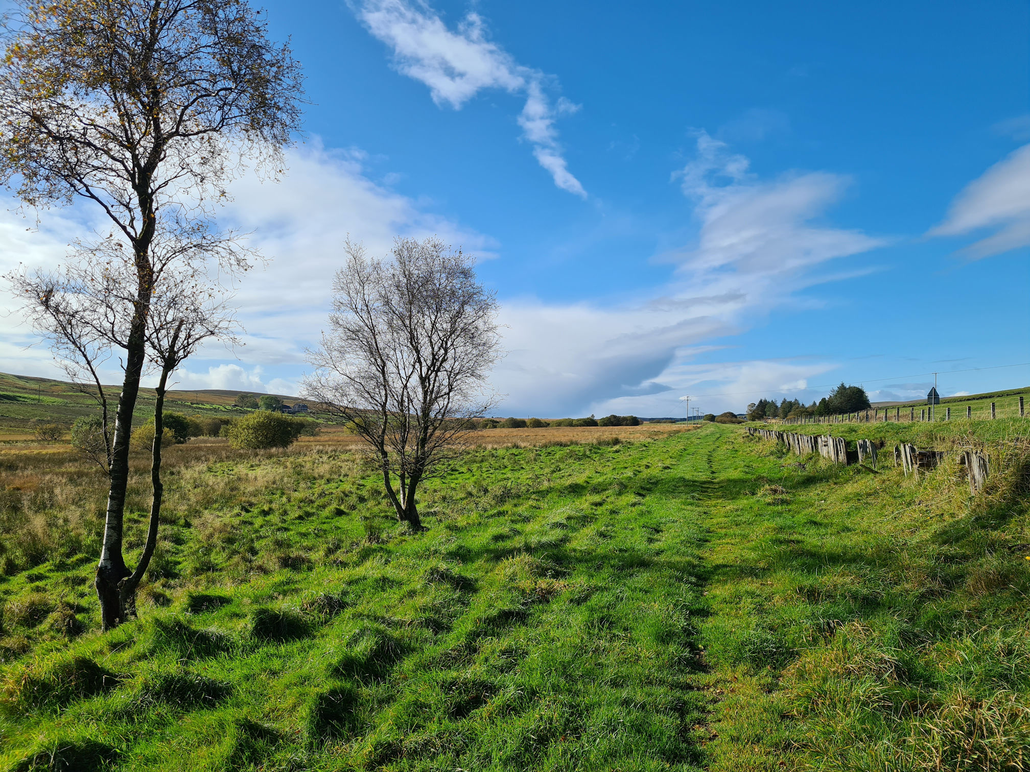 Green grassy trodden path stretching into the distance and two small trees on the left