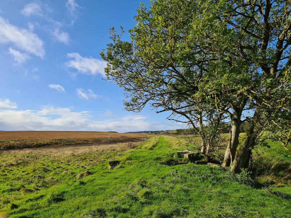 Long grassy path, tree and concrete bricks that were part of an old railway line