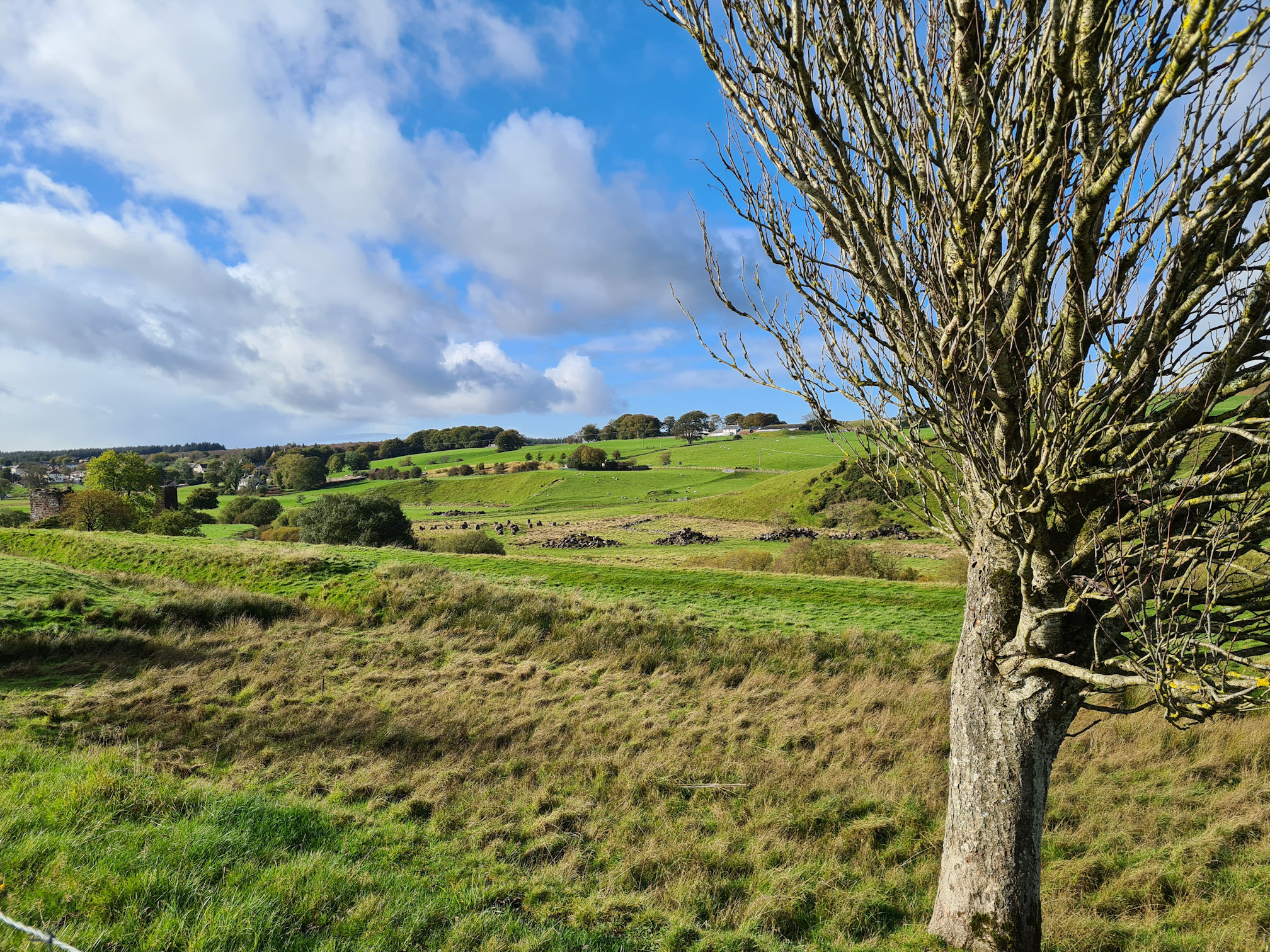 Tree and lush green fields, blue sky and white puffy clouds