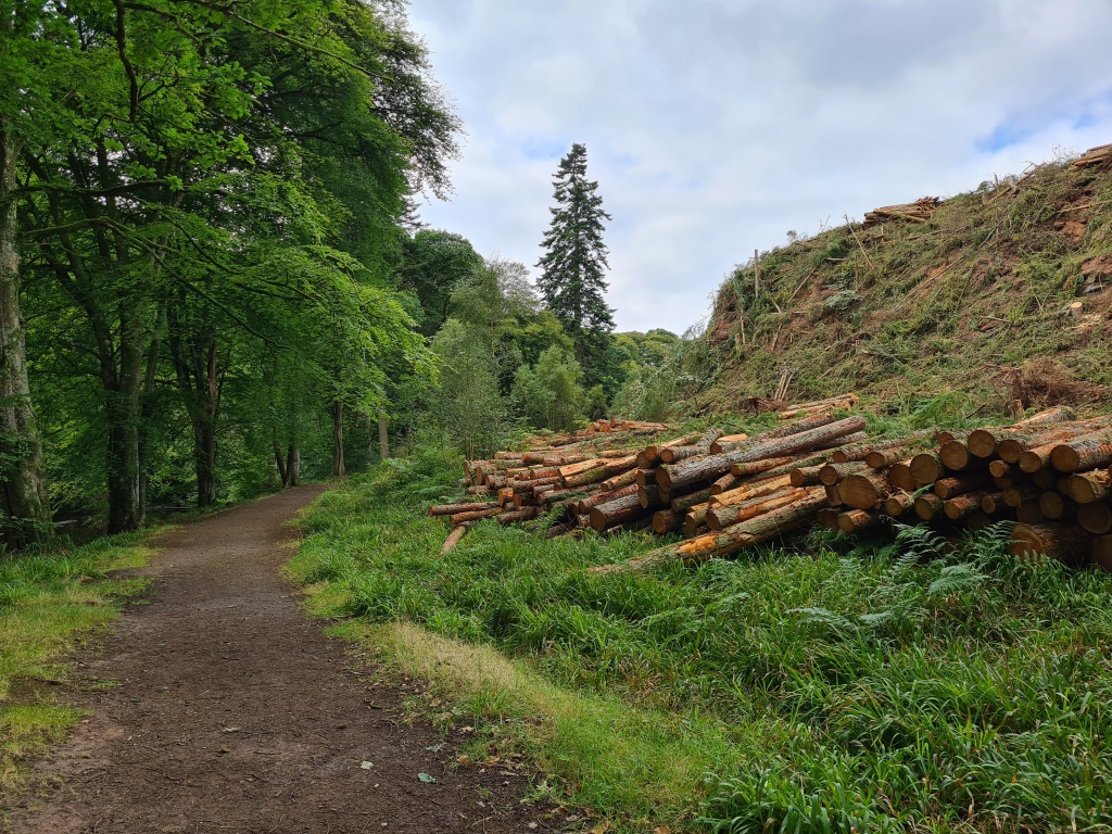 Woodland path with felled trees on the right