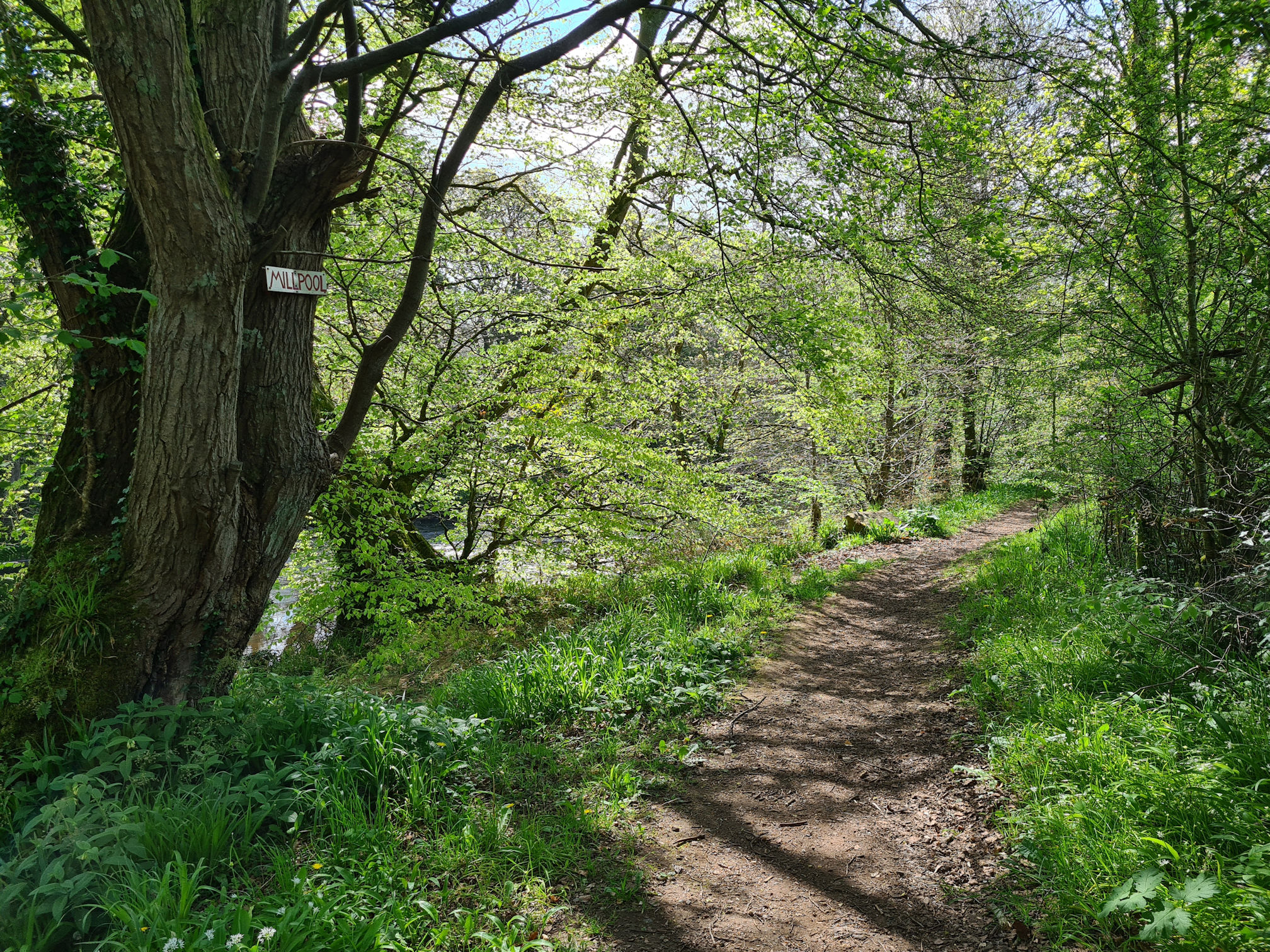 Woodland footpath beside the rive and a large tree with a sign on it saying "Millpool"