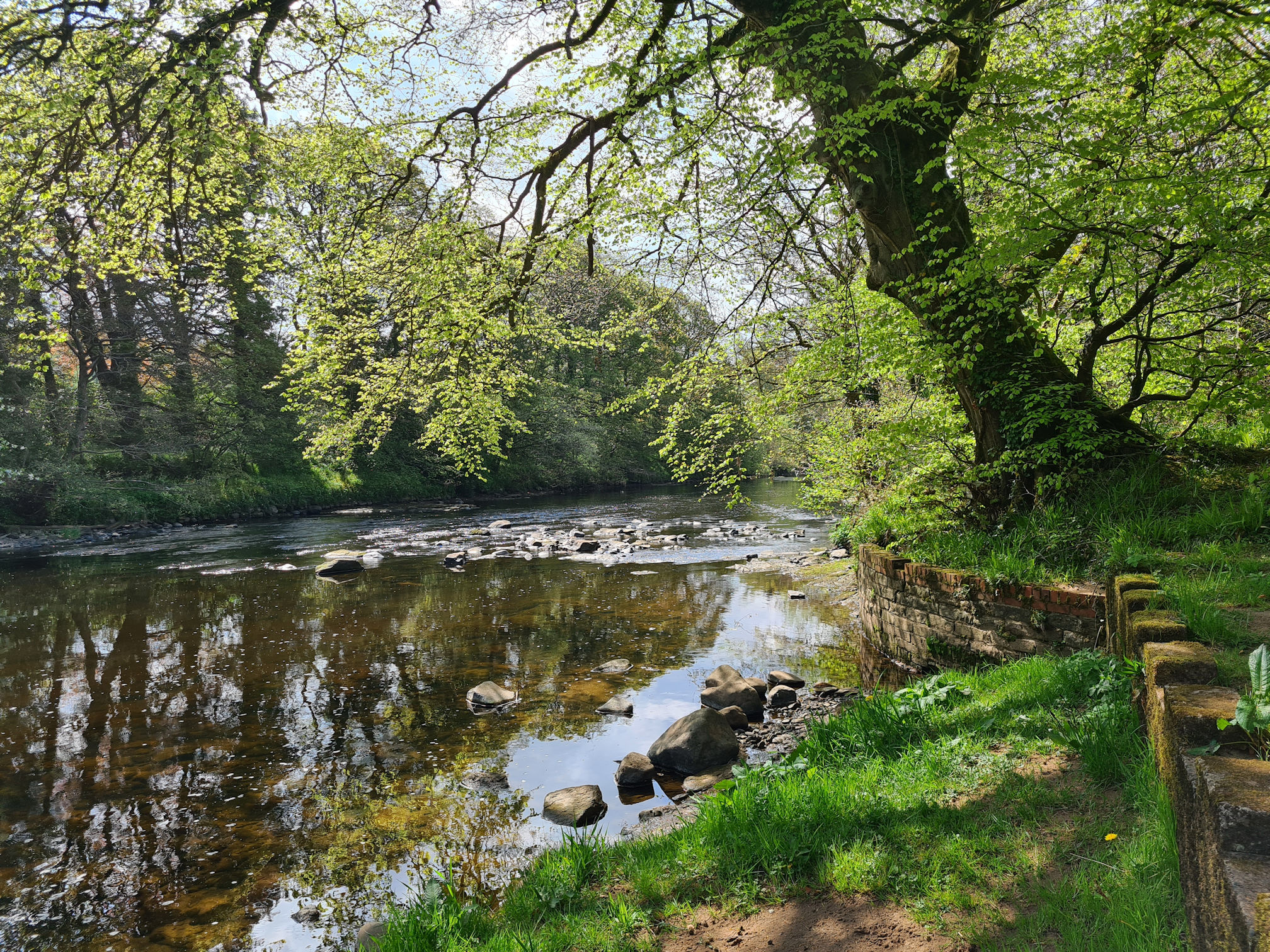 River Ayr lined with trees on both sides and a curved brick wall lining the right bank