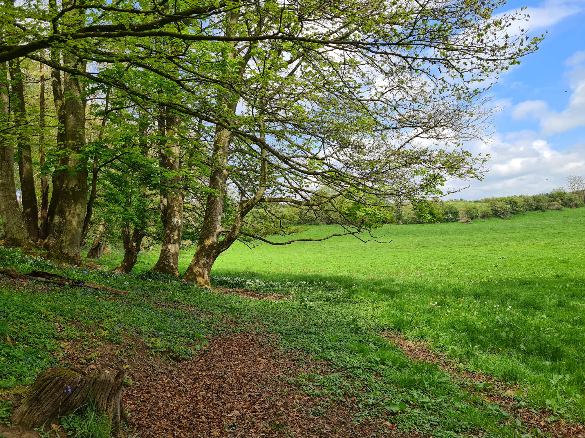Trees and lush green field, blue sky and white puffy clouds