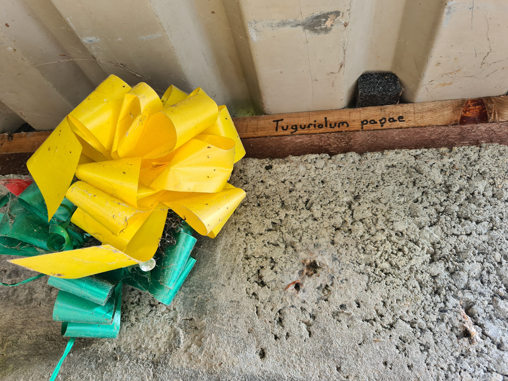 Yellow rosette and words that say "Tuguriolum papae"