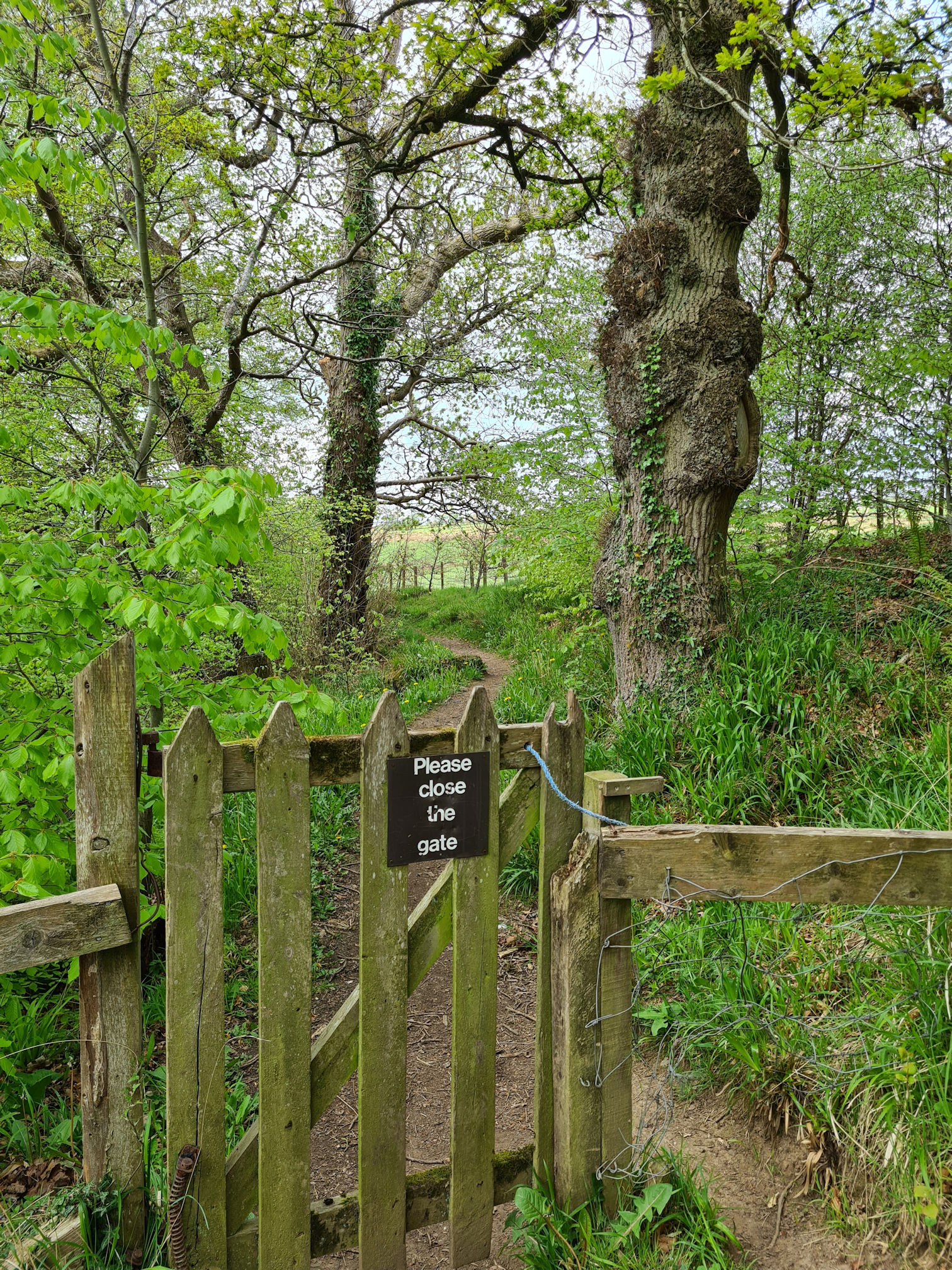 Wooden gate with a sign saying "Please close the gate" and a tall knobbly tree behind the gate, making sure you do!