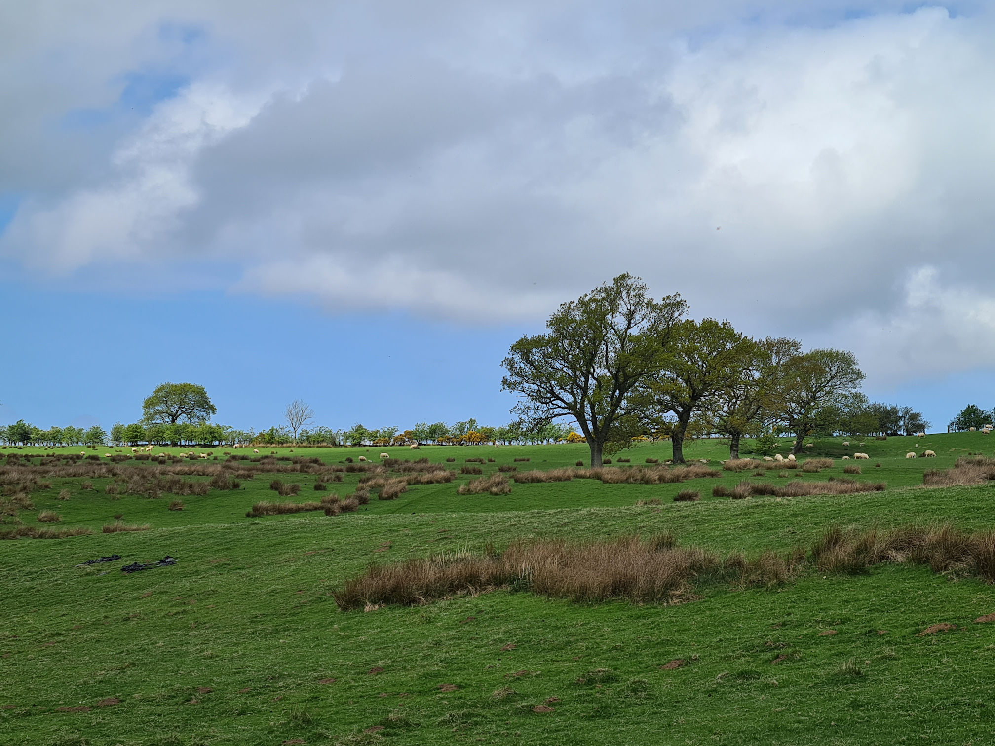 Green fields, trees and cows