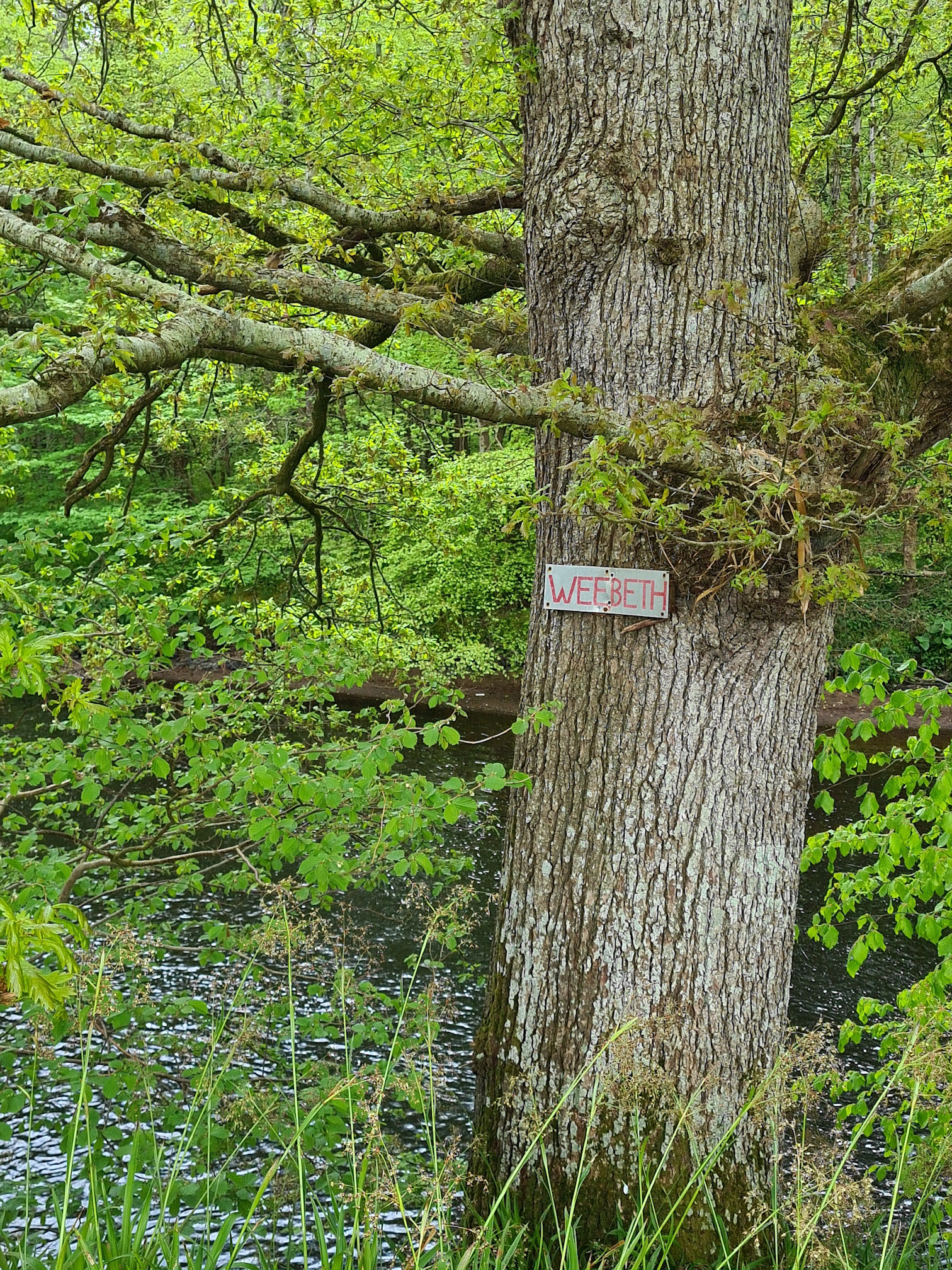 A sign on a large tree beside the river saying "Wee Beth"