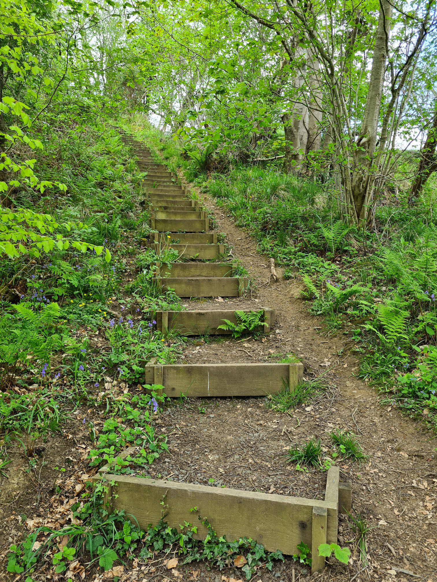 Wooden steps leading up into the woods away from the river