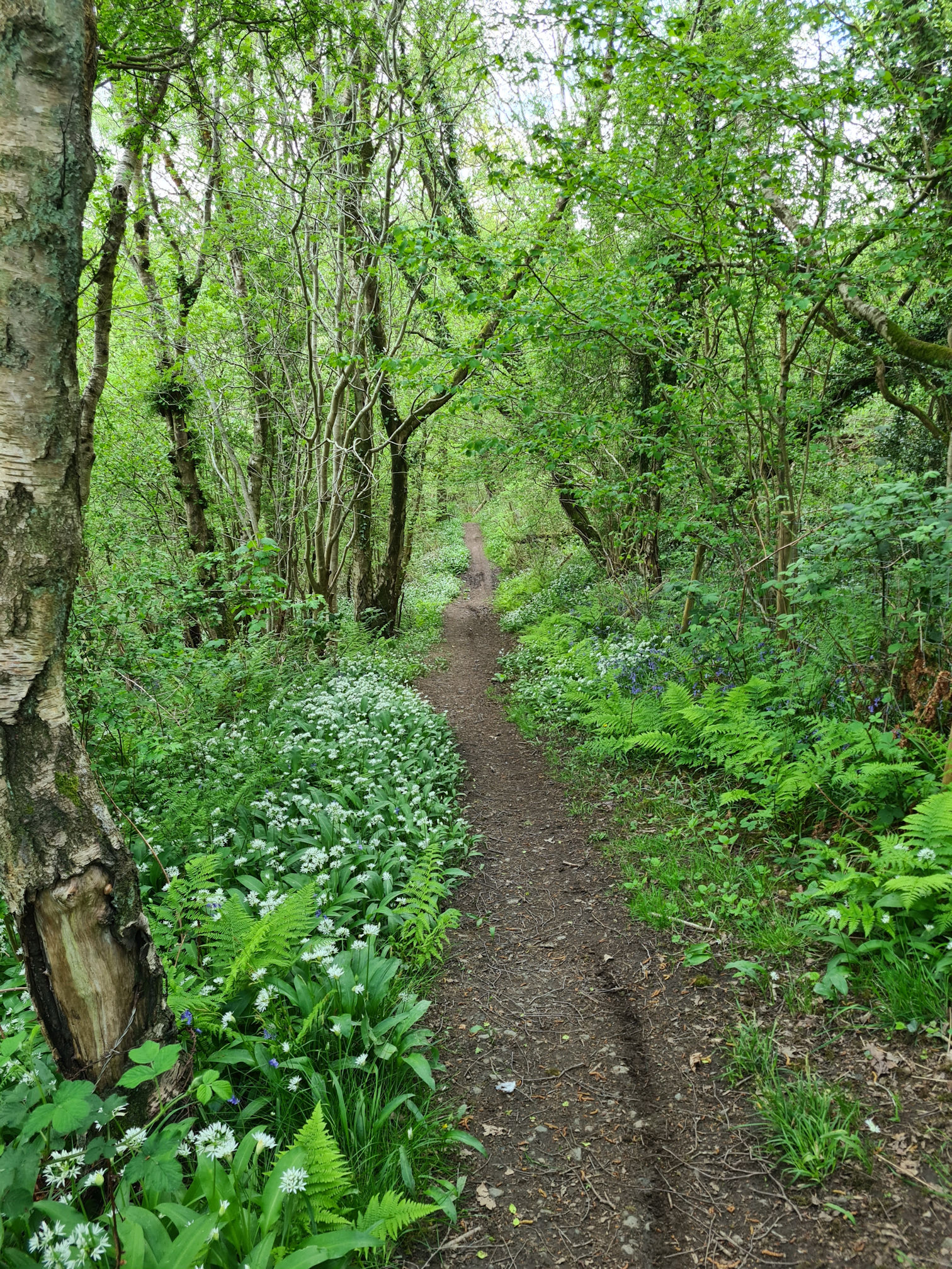 Woodland path lined with wild garlic