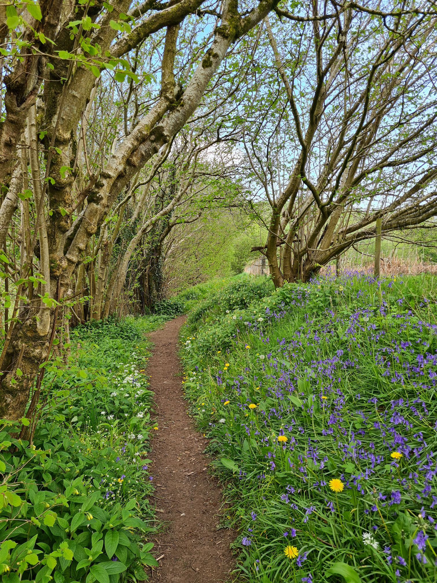 Woodland path with bluebells and other flowers