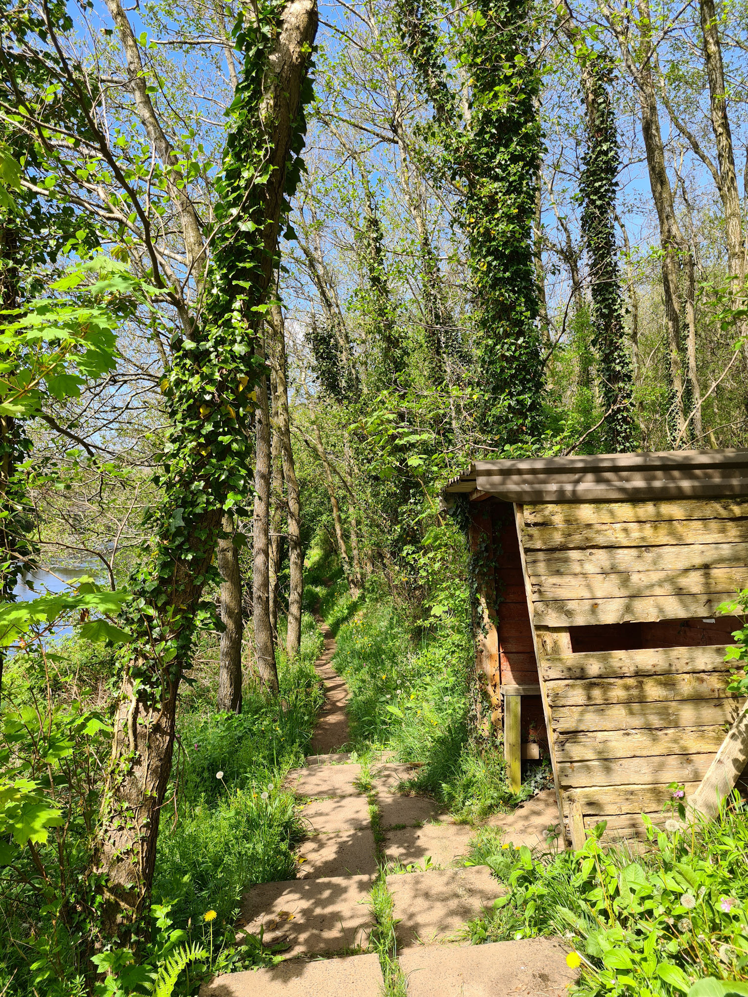 Woodland path with an old wooden