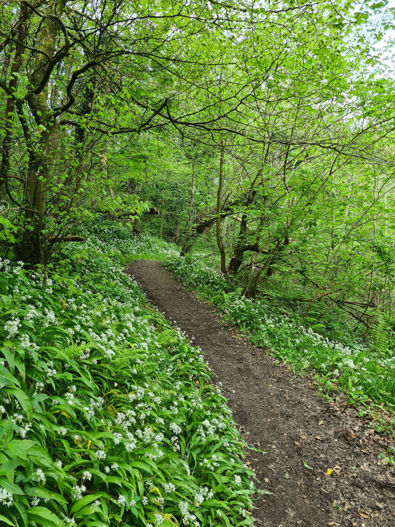 Wild garlic with white flowers lining the woodland footpath.