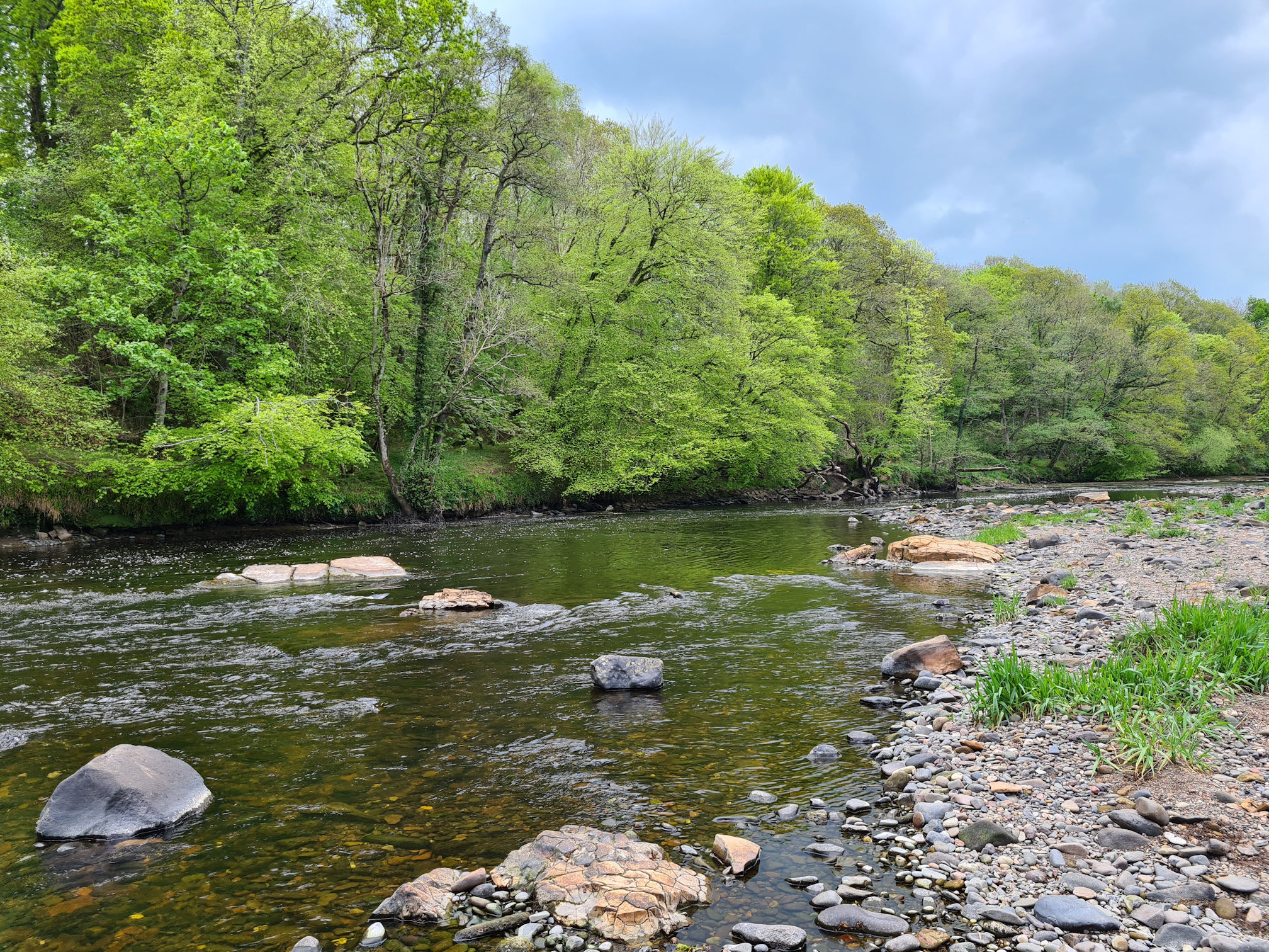 River Ayr, rocks and tall trees lining the banks of the river