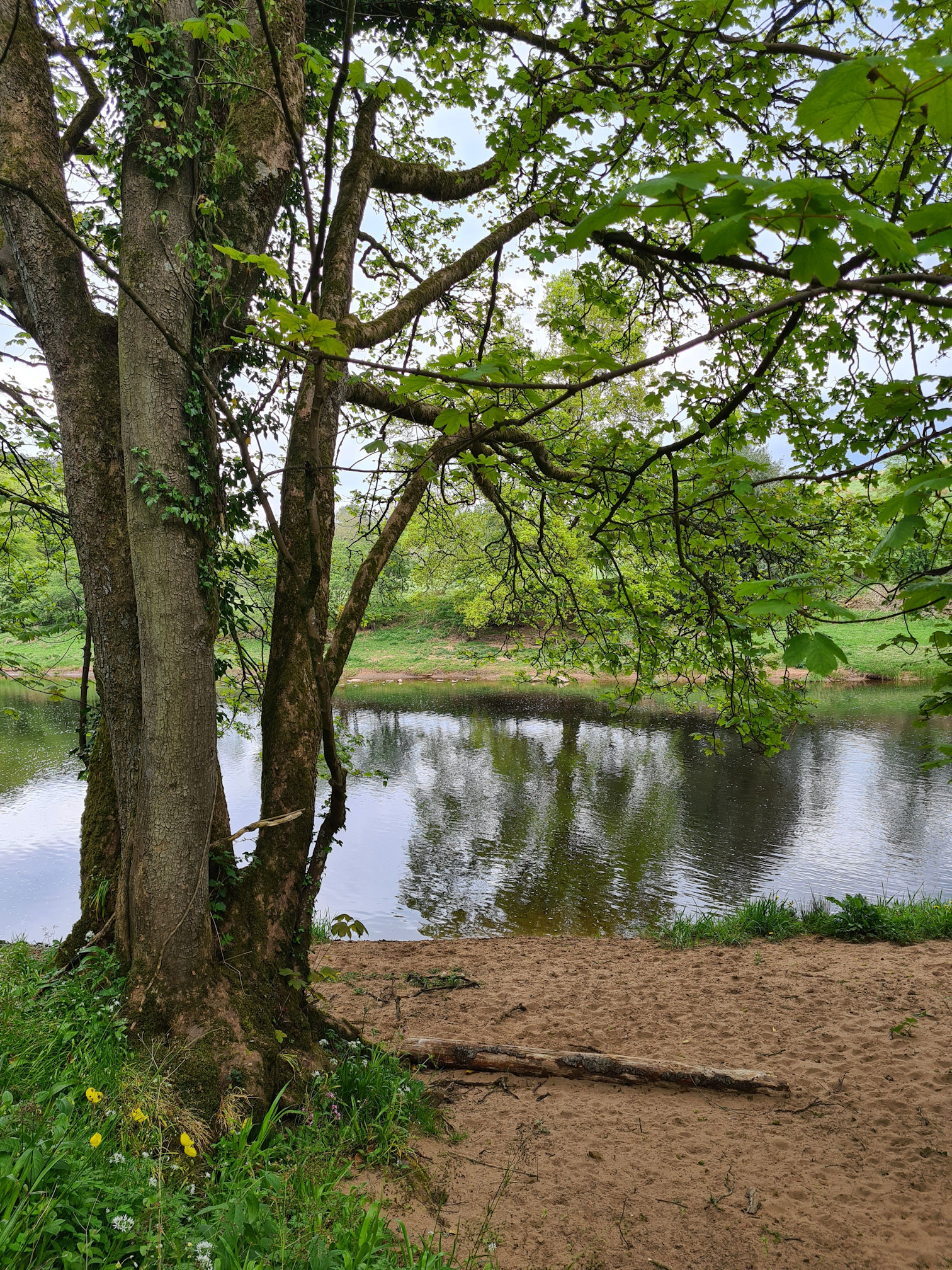 Tree, River Ayr and sandy banks