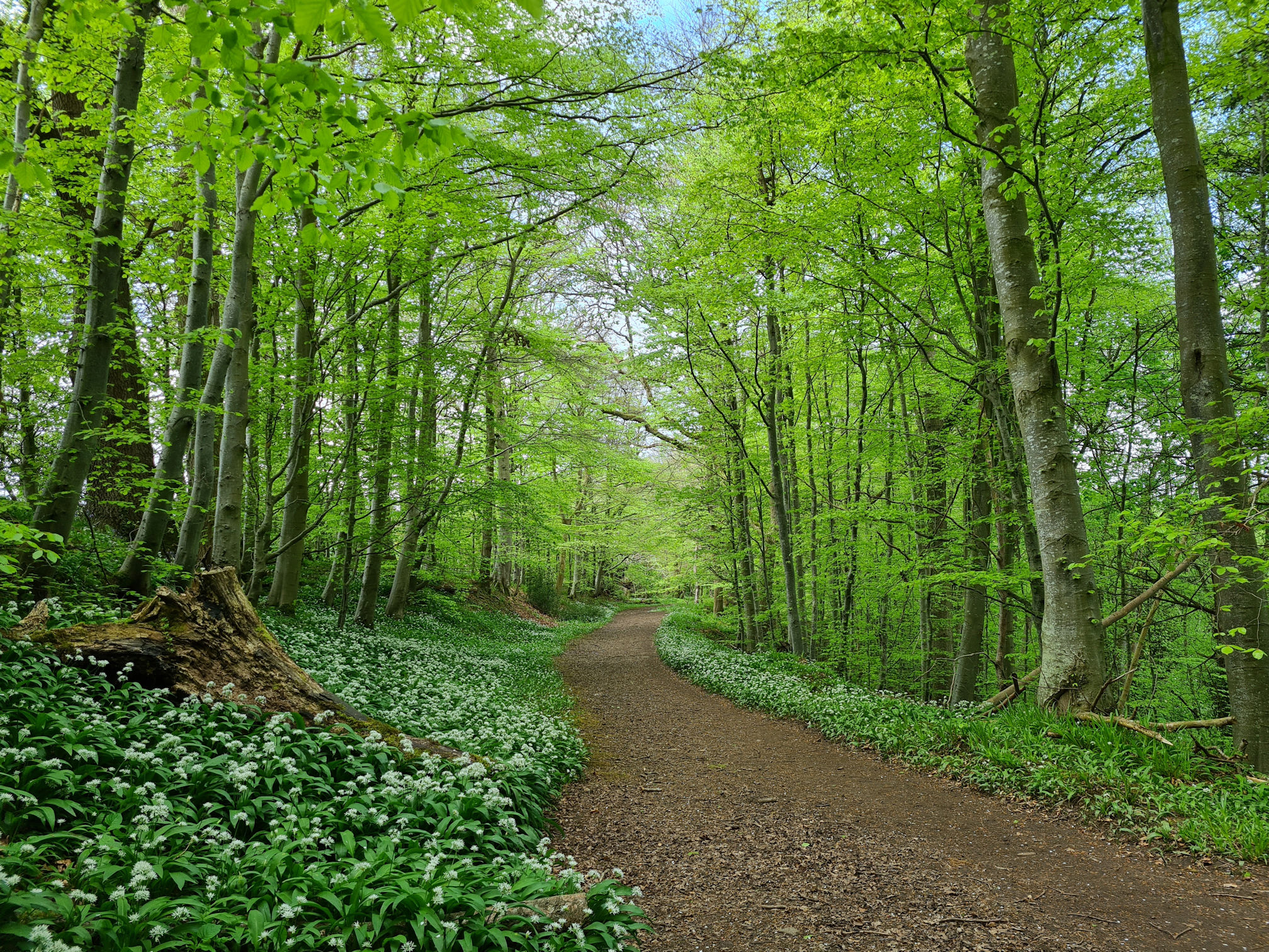 Woodland path lined with trees and wild garlic