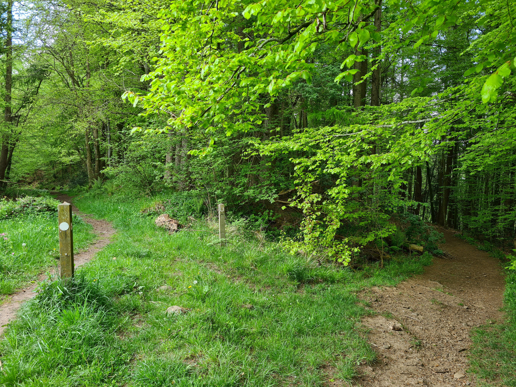 Two woodland paths to choose from. Straight ahead or downhill? The River Ayr Way red arrow is faded.