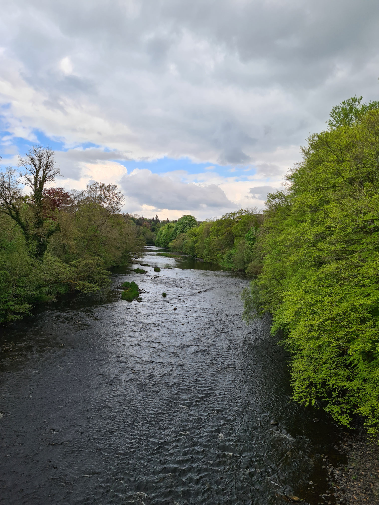 River Ayr view from Oswald's Bridge, with the banks lined with green leafed trees