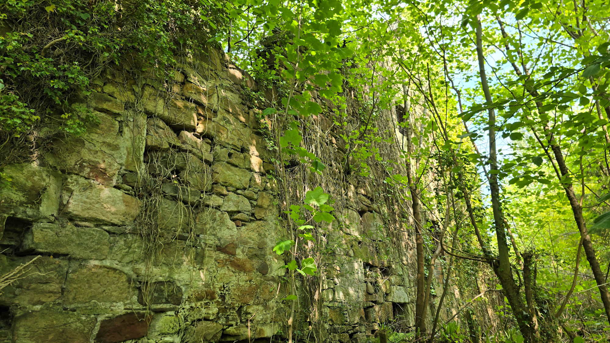 Ruins of an old building, overgrown with foliage