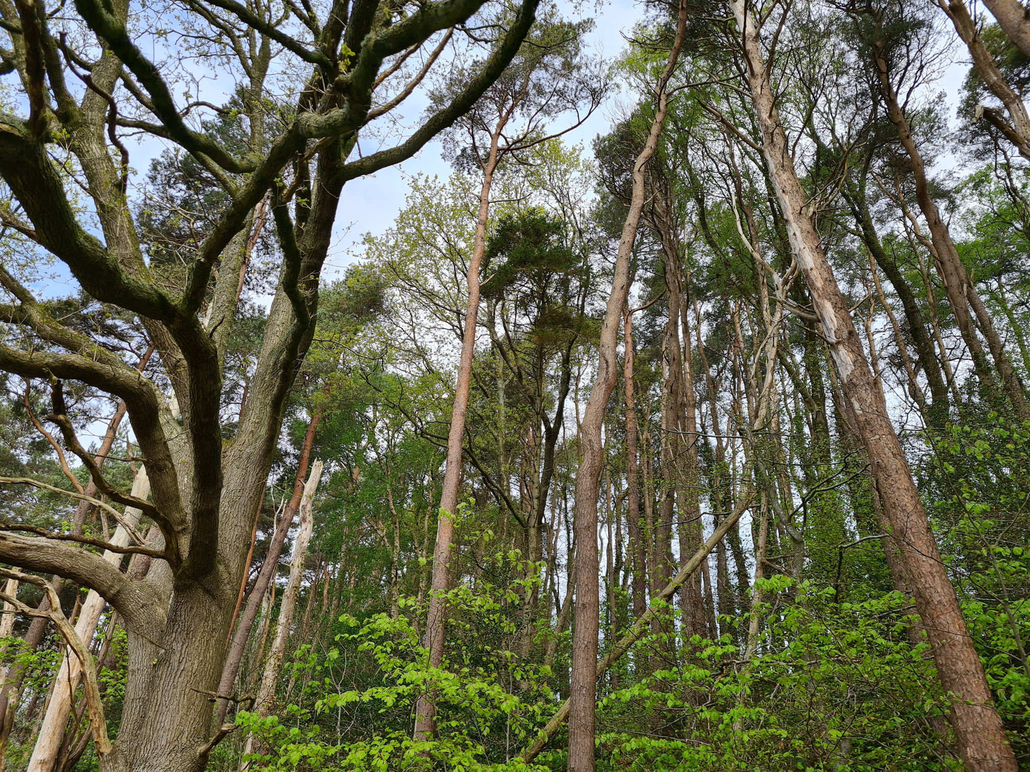 Tall trees on the River Ayr Way