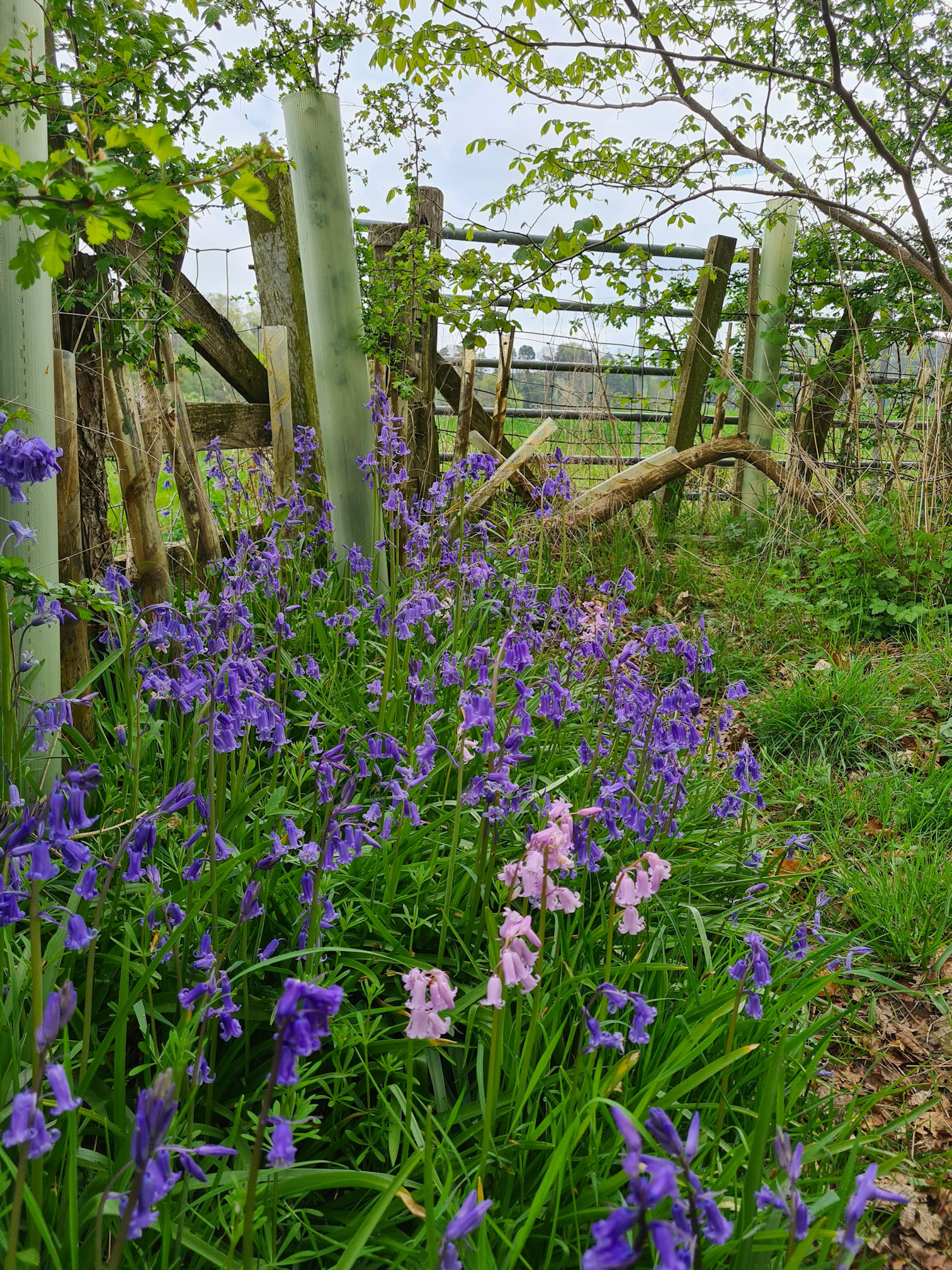 Wildflowers - Bluebells and Pinkbells growing beside a fence