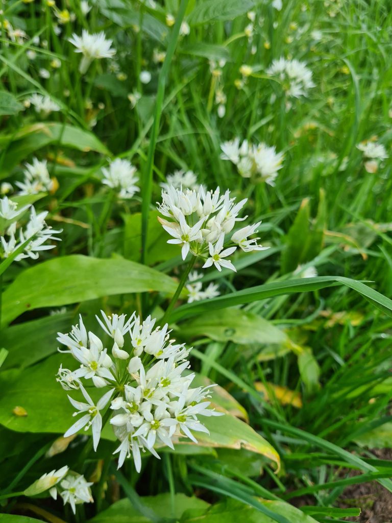 White wild garlic flowers