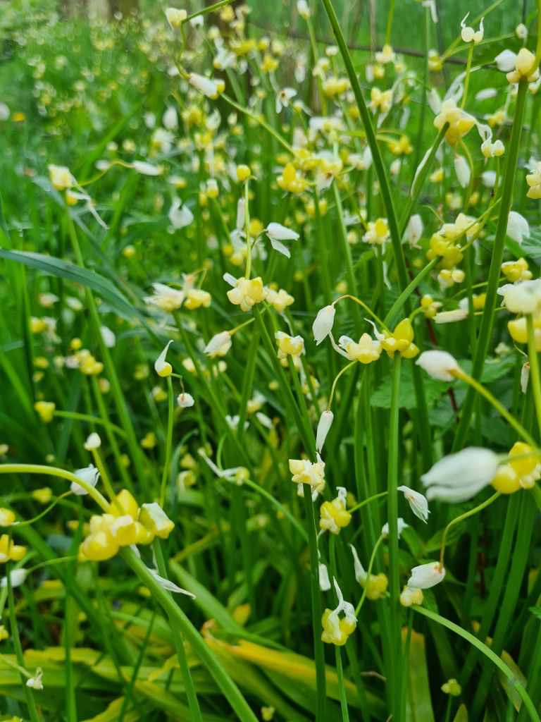 Small white and yellow flowers - possibly a white inside-out flower?