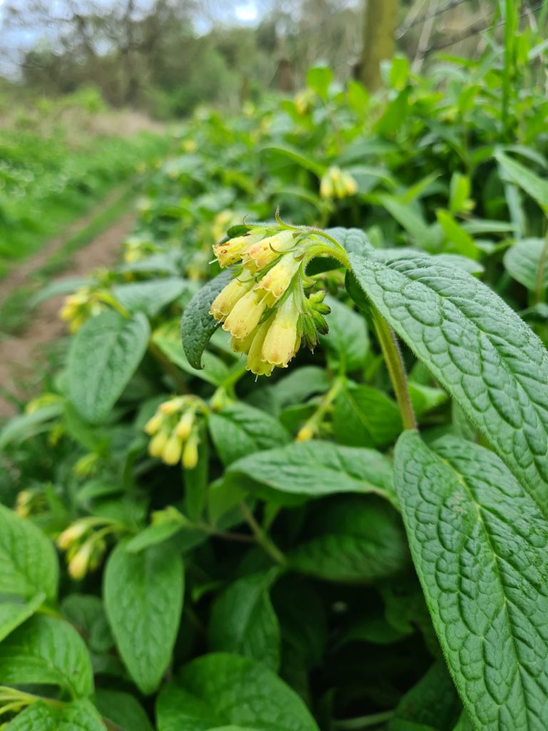 Small yellow drooping flowers - Tuberous comfrey