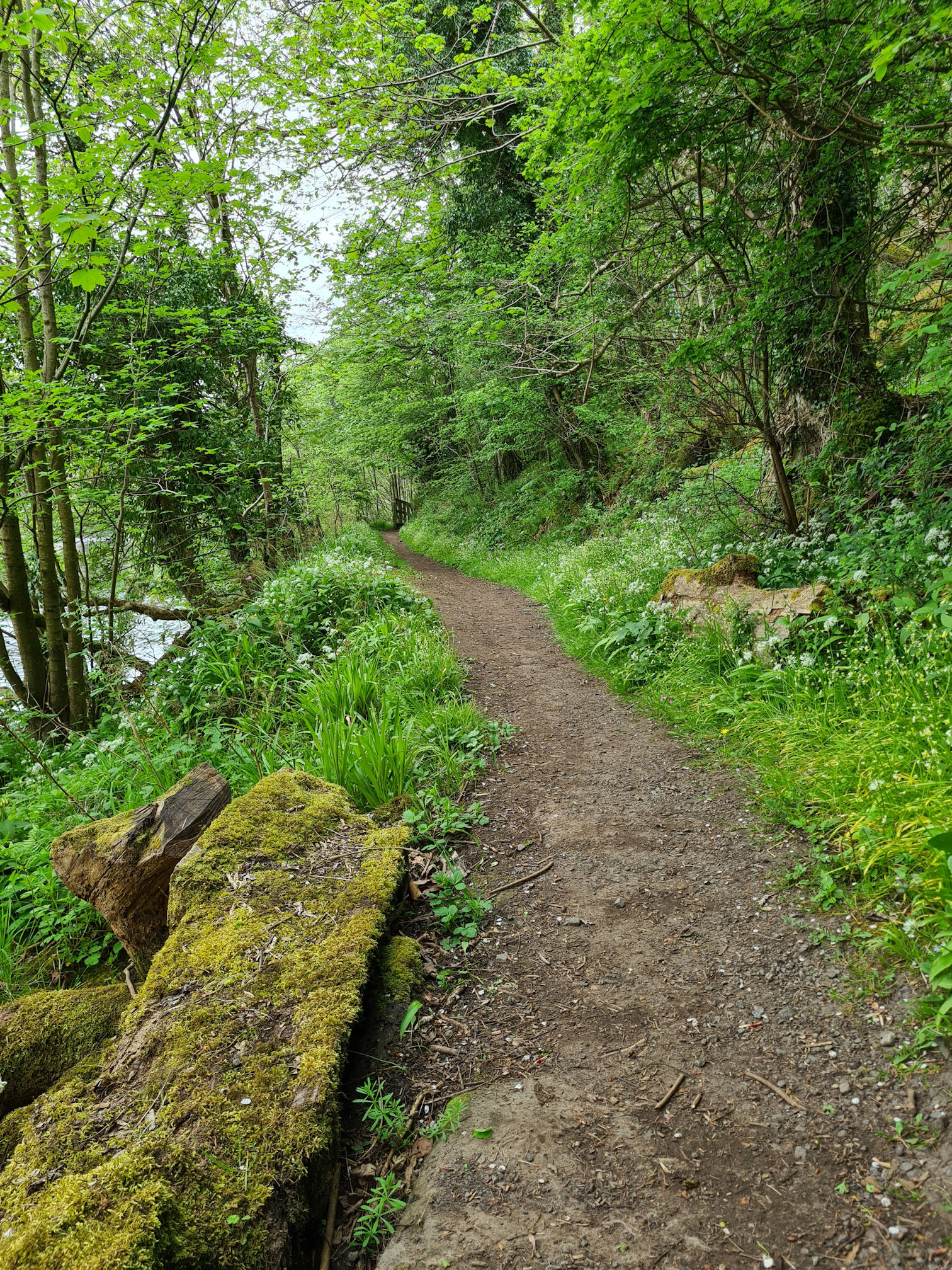 Woodland path with mossy logs