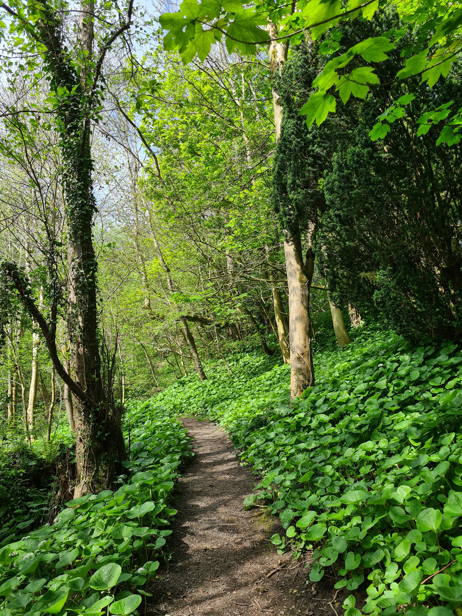 Woodland footpath with green foliage all around