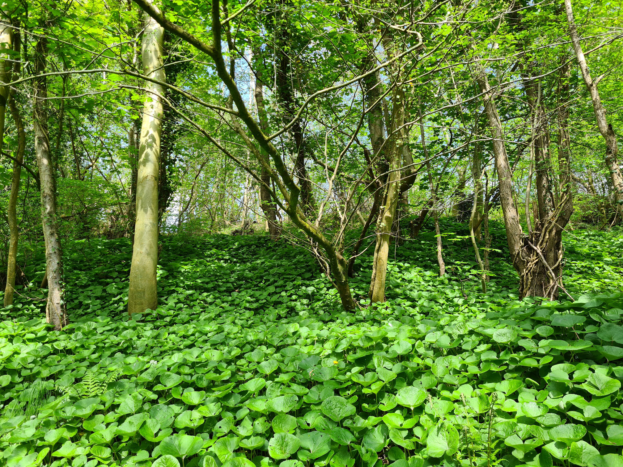 Pyrenees butterbur plants