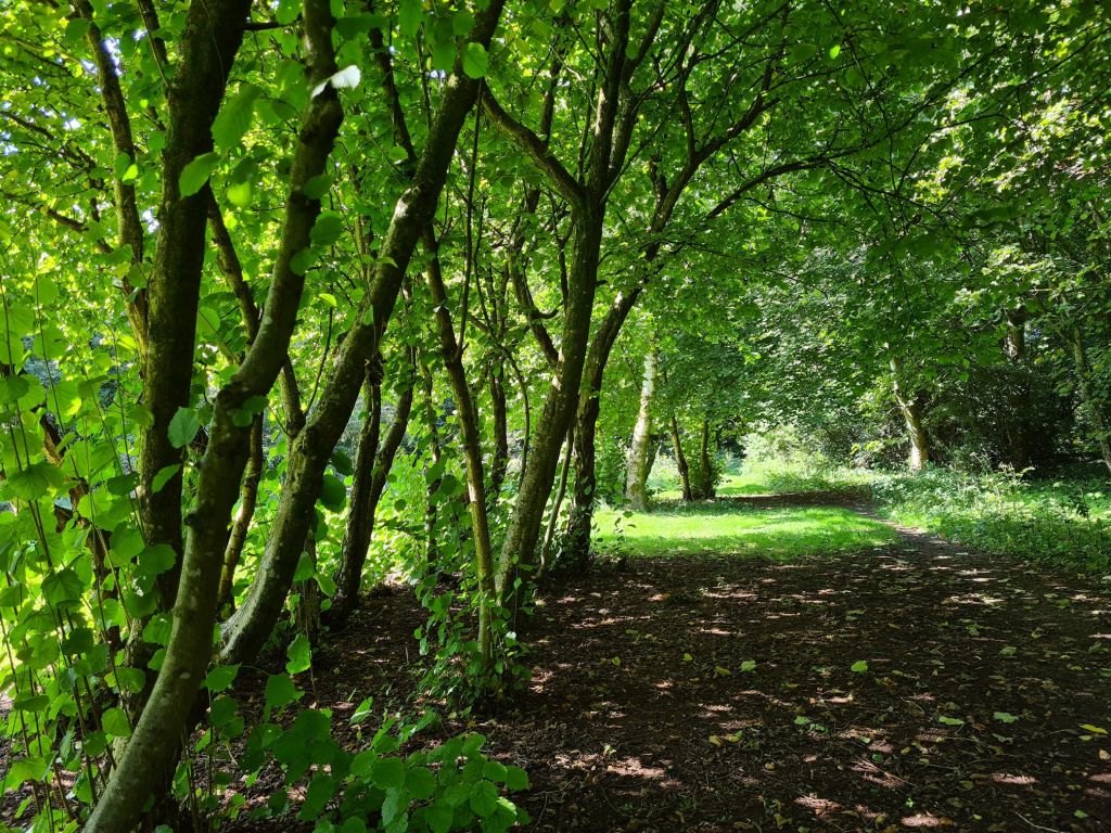 Woodland path