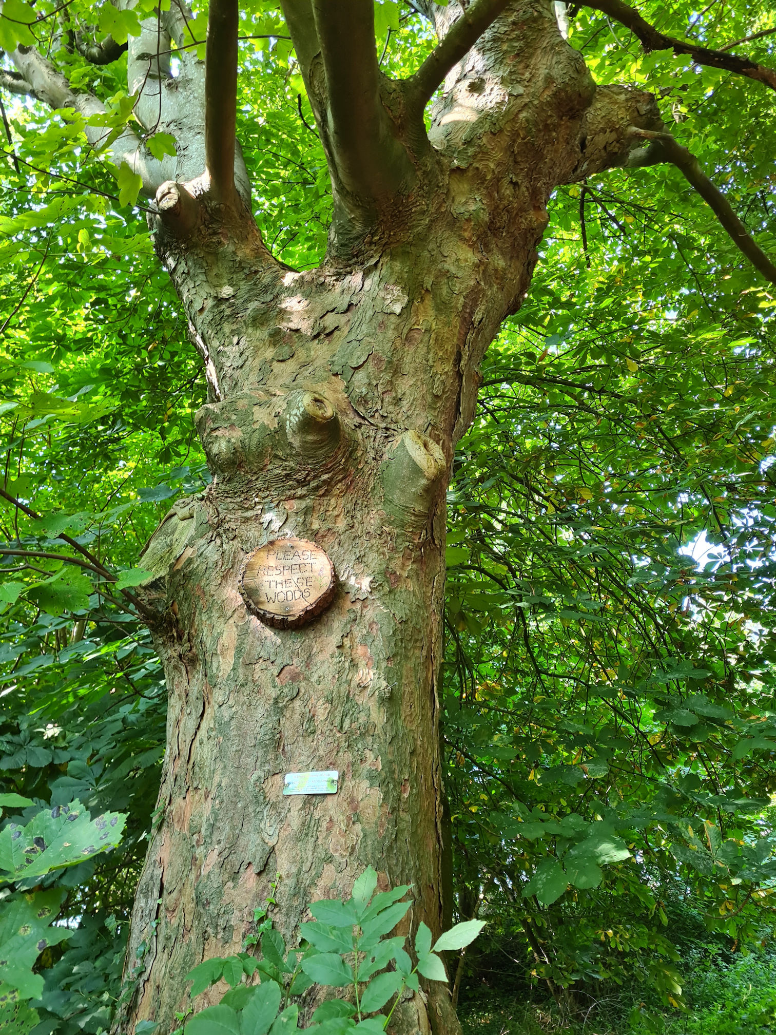 Tree with a message carved on the trunk saying "Please respect these woods"