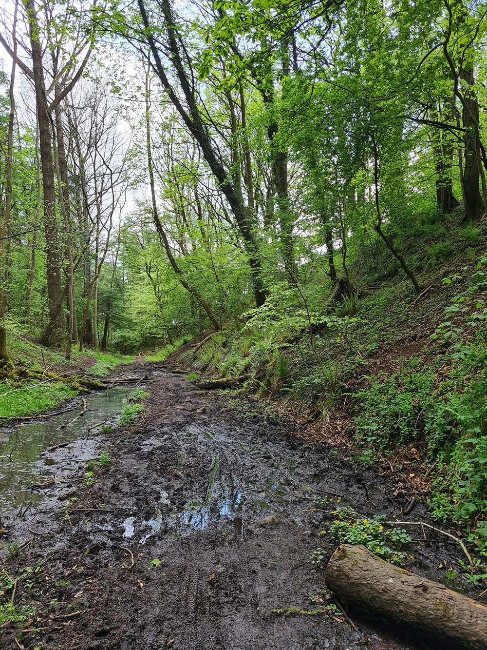 Muddy path in the woods