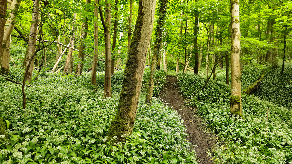 Trees, wild garlic and mountain bike tracks