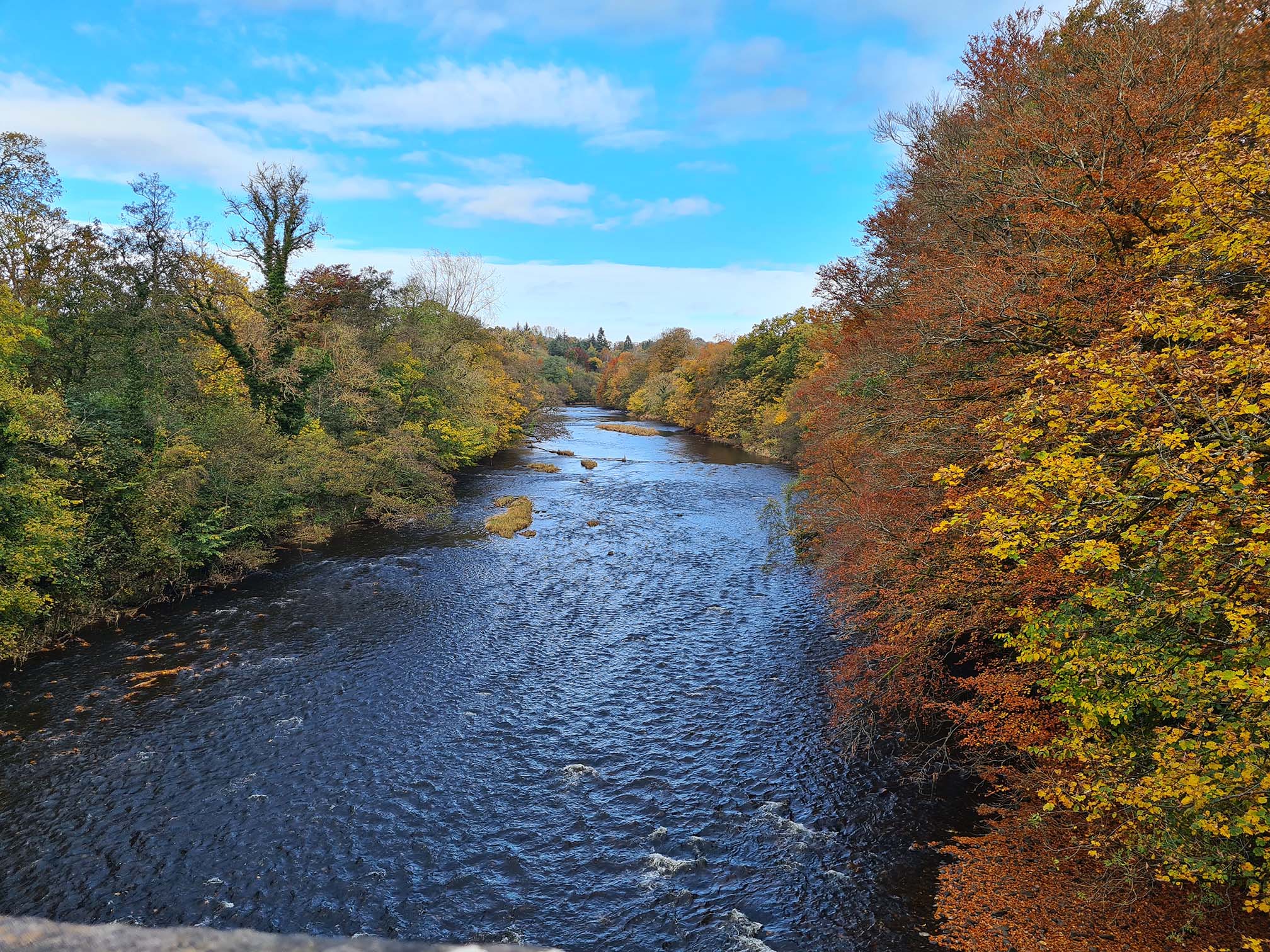 Standing on a bridge looking down the River Ayr and the tree lined banks of the river in golden autumn colours.