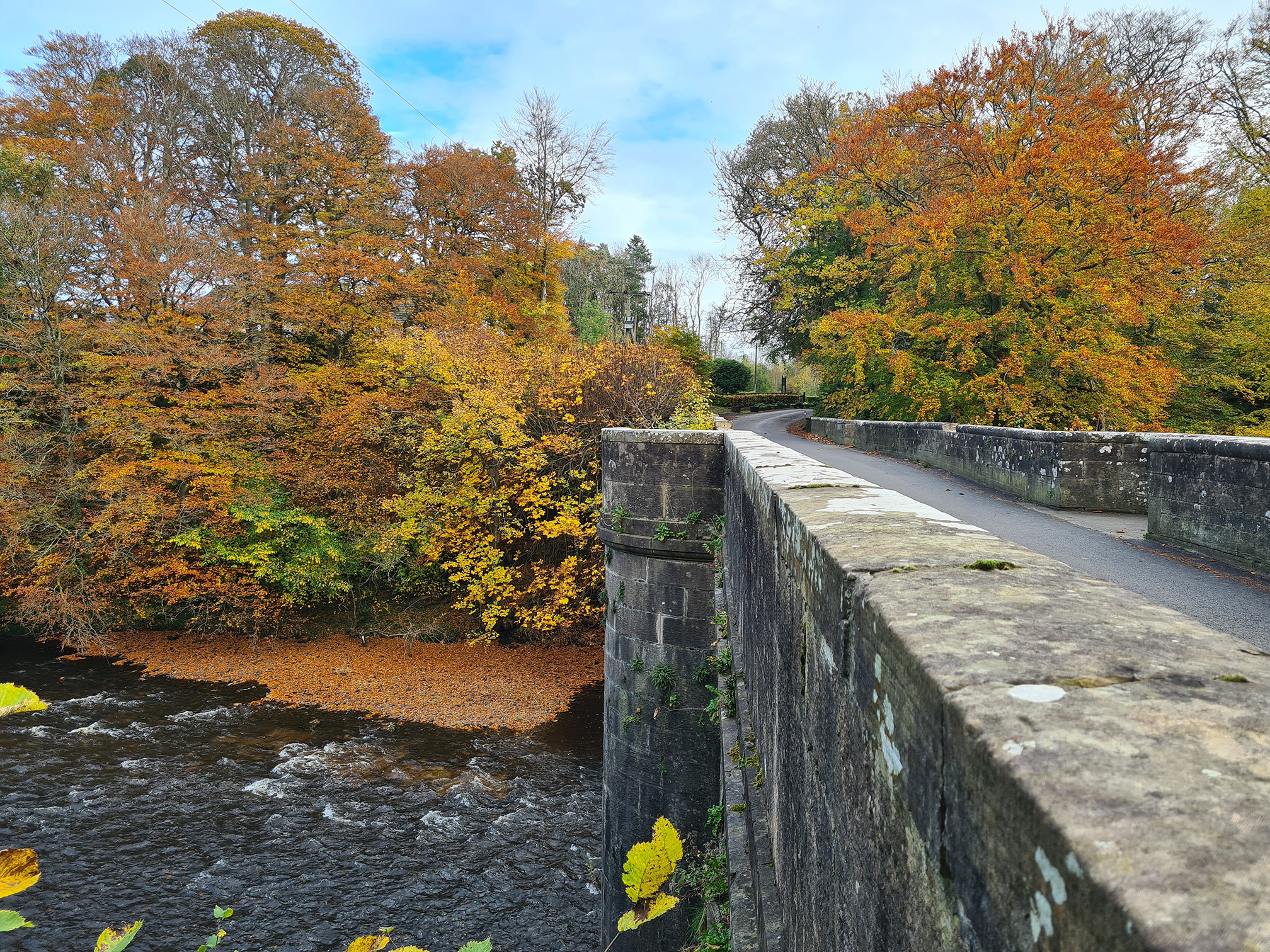 Standing on a bridge looking down the River Ayr and the tree lined banks of the river in golden autumn colours.