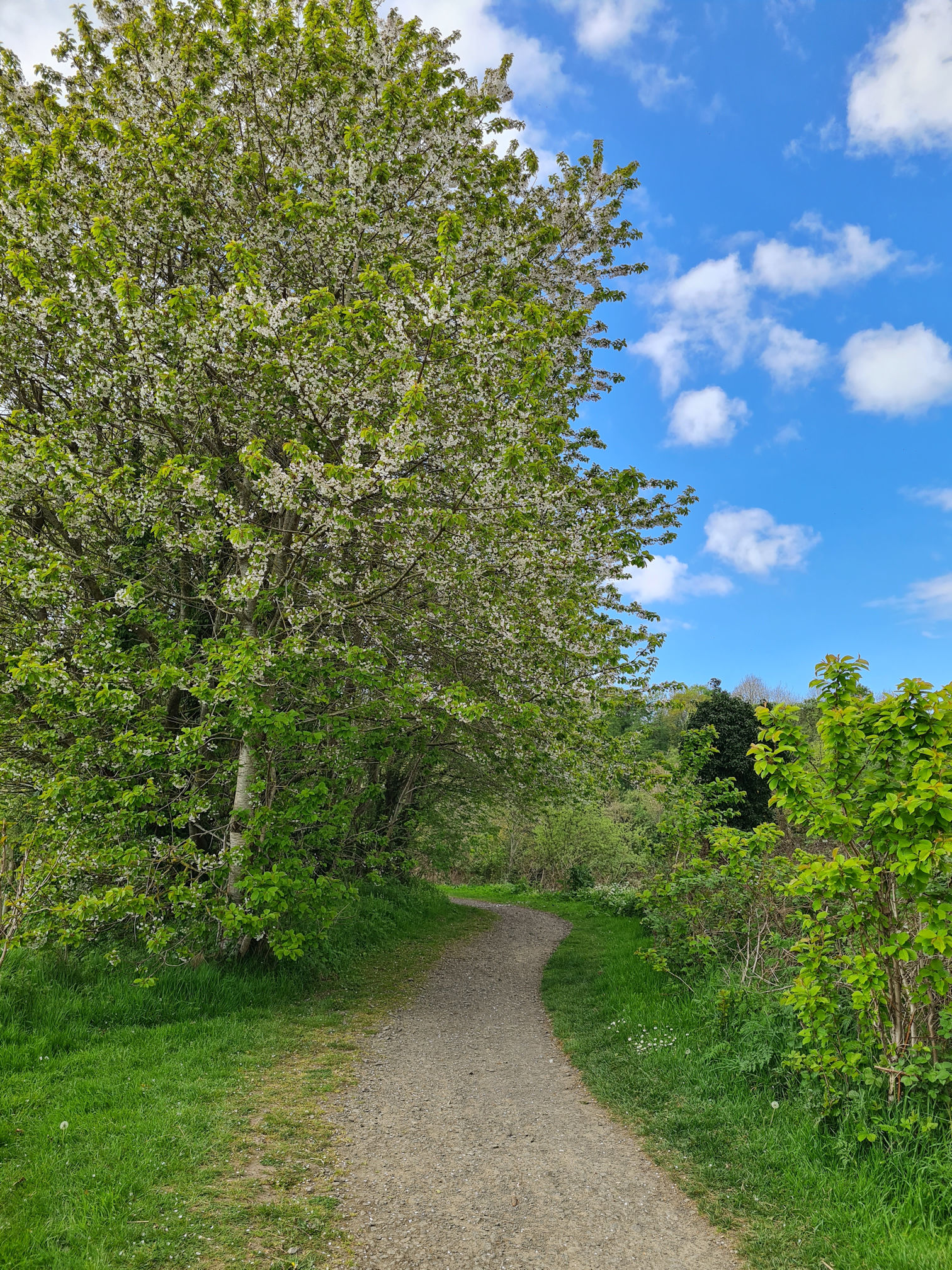 Footpath and trees