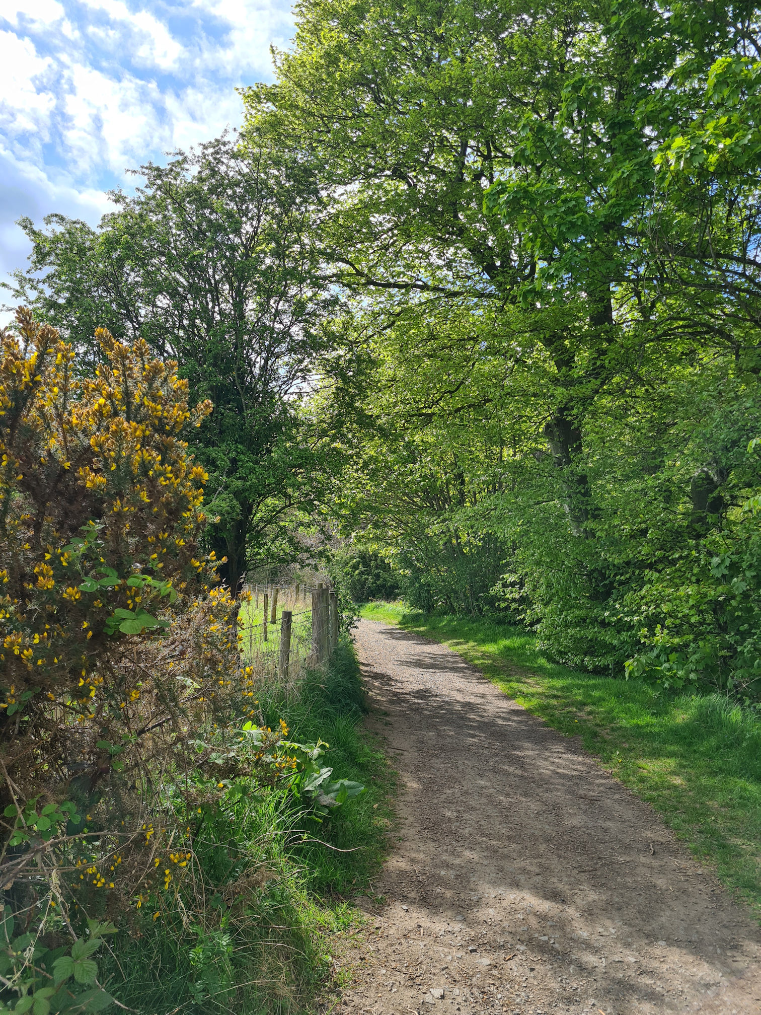 Footpath and trees