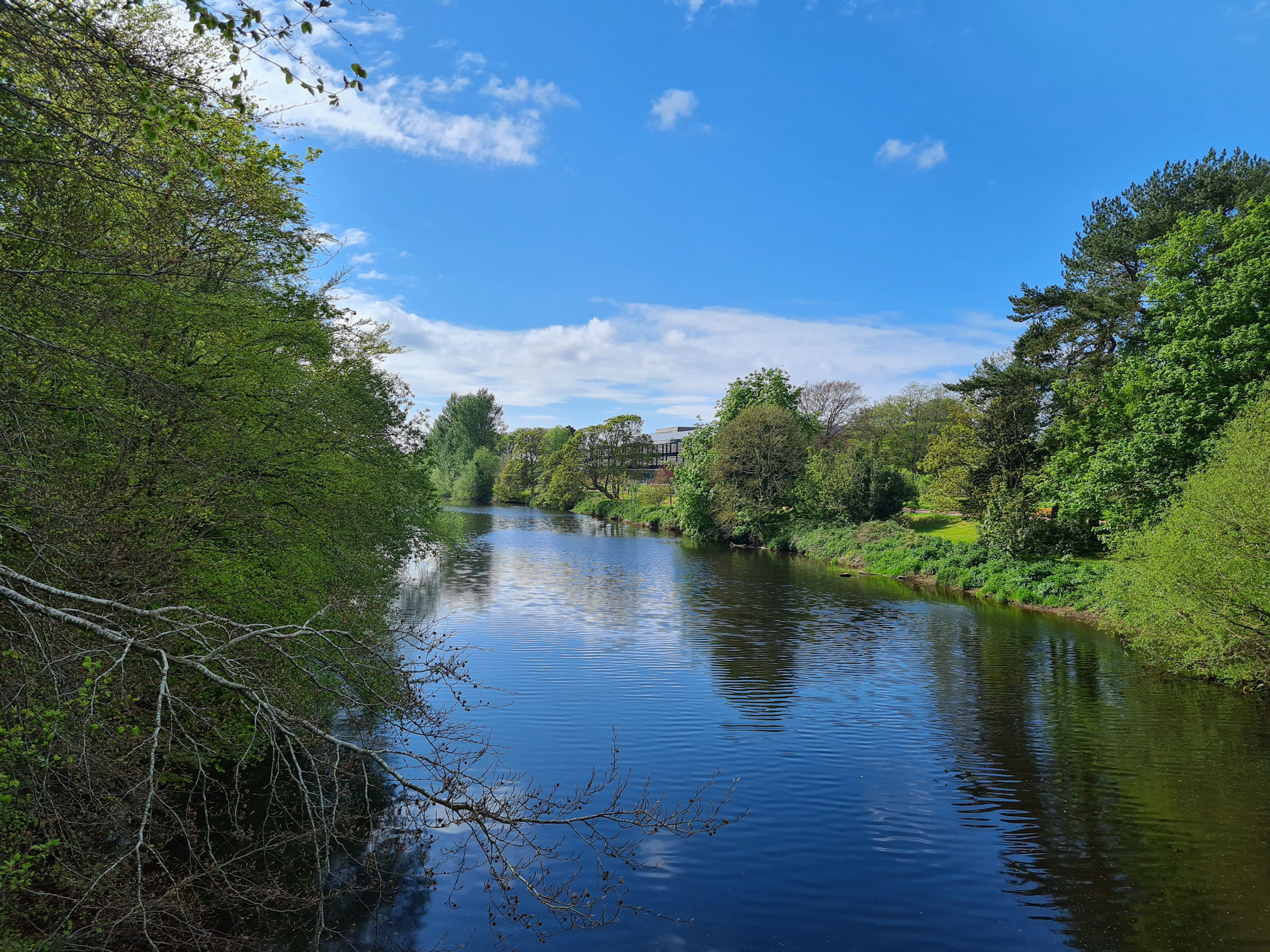 River view and trees
