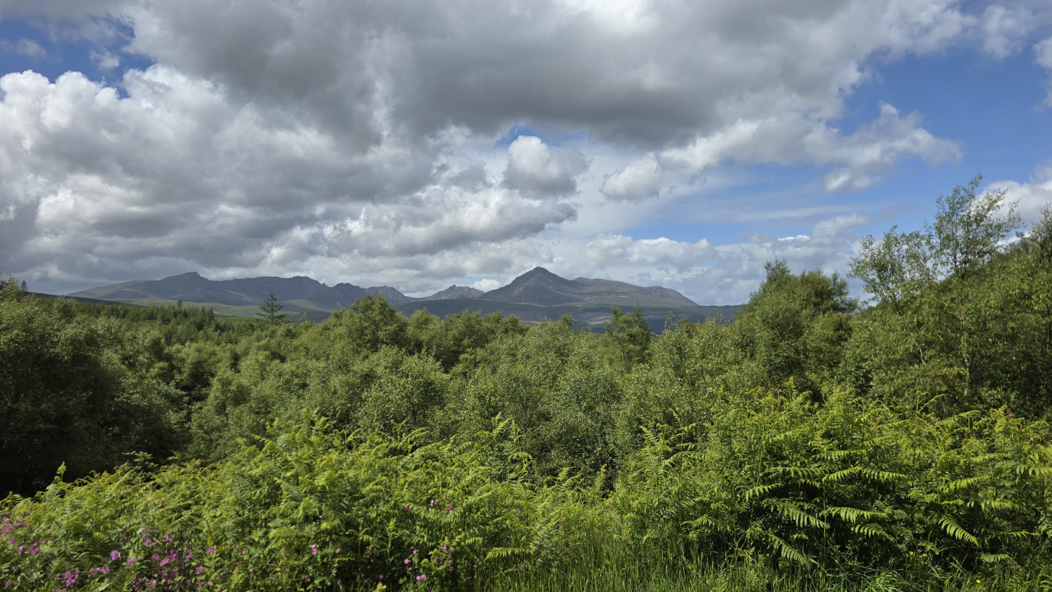 Purple flowers, tall green fern, green trees and a spectacular panoramic view of the Arran mountains. Puffy white clouds and a blue sky.