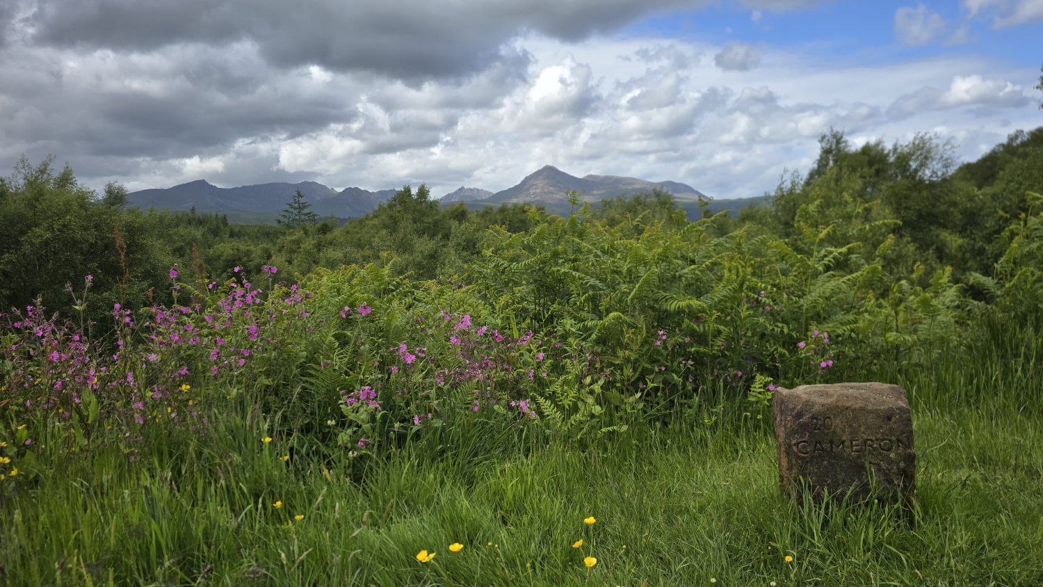 Purple and yellow flowers, tall green fern, green trees and a spectacular panoramic view of the Arran mountains. Puffy white clouds and a blue sky. There's a stone with the name Cameron carved on it, part of the Arran Arts Heritage Trail, and is the name of the artist who has painted this view.